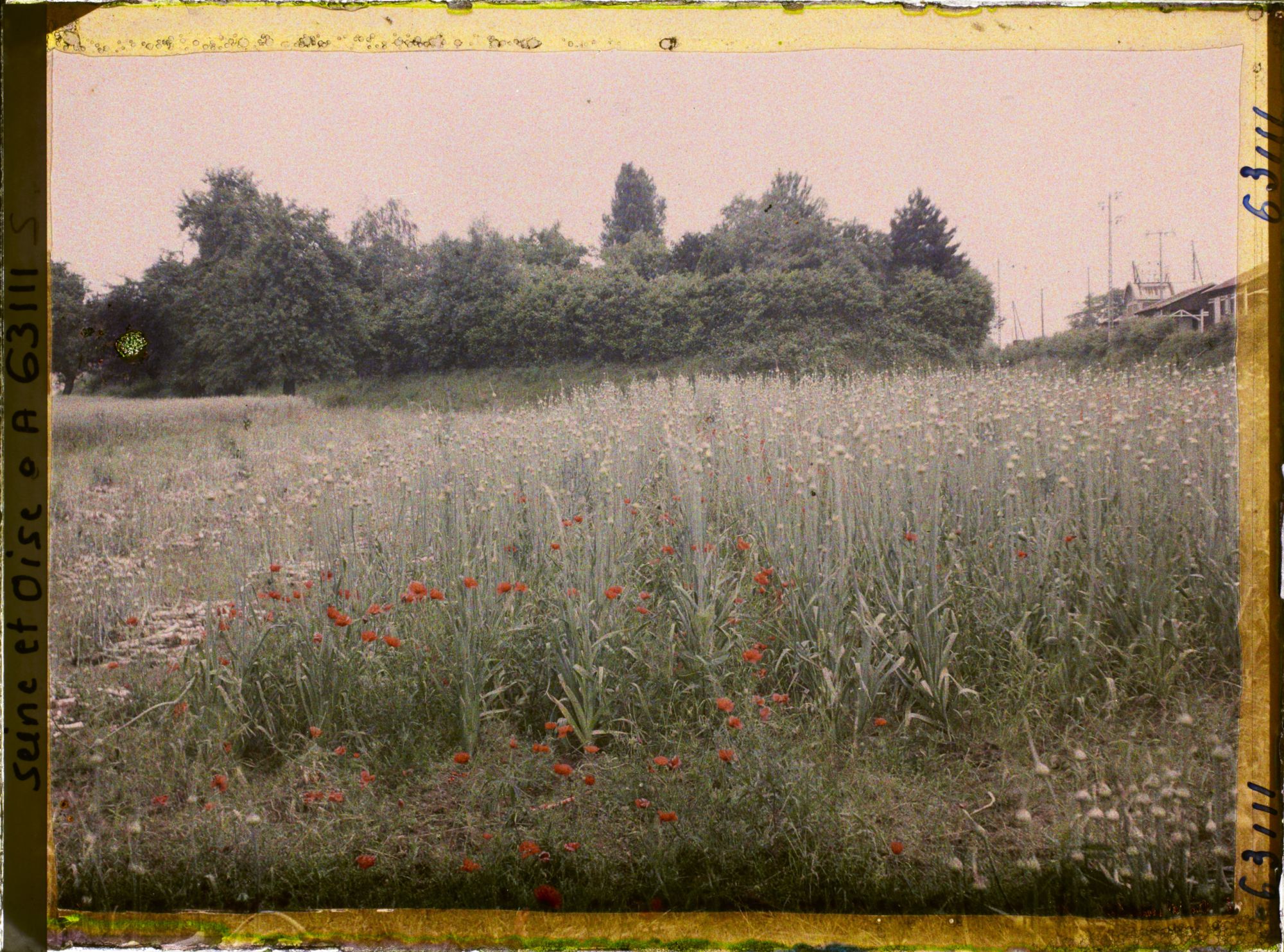 Image représentant Ile de France, Montsoult , Champ de poireaux cultivés pour graines