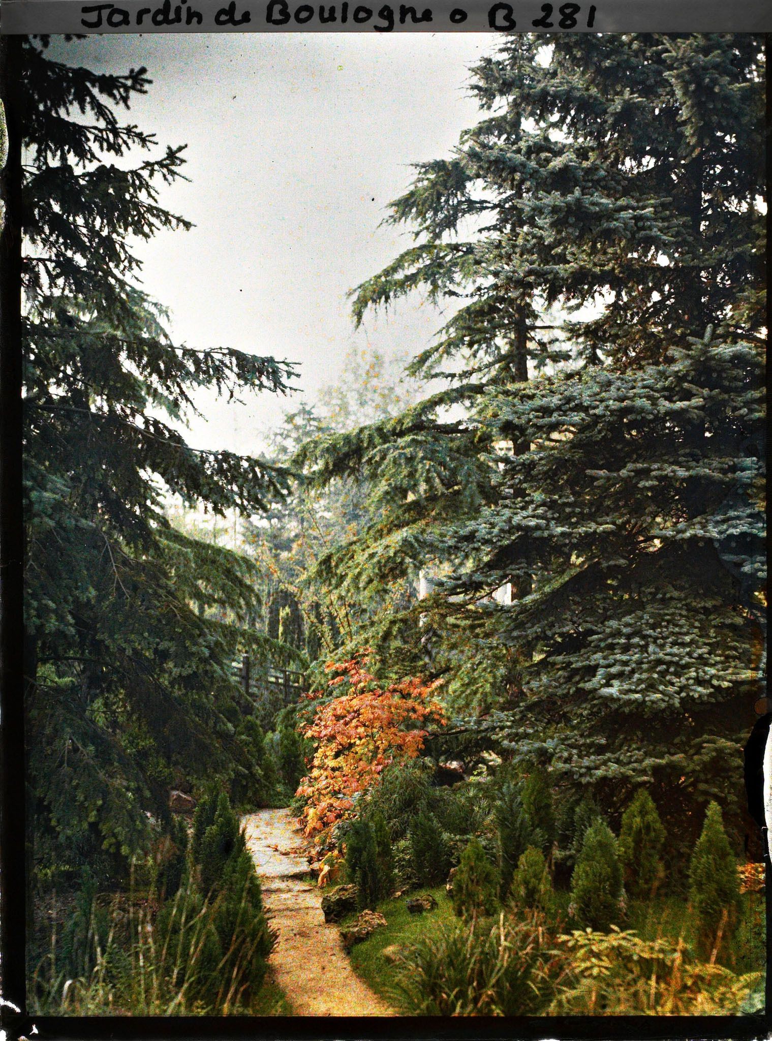 Image représentant Effet d'automne sur un sentier bordé de jeunes conifères, menant à un pont du "sanctuaire japonais" situé près du sôrintô