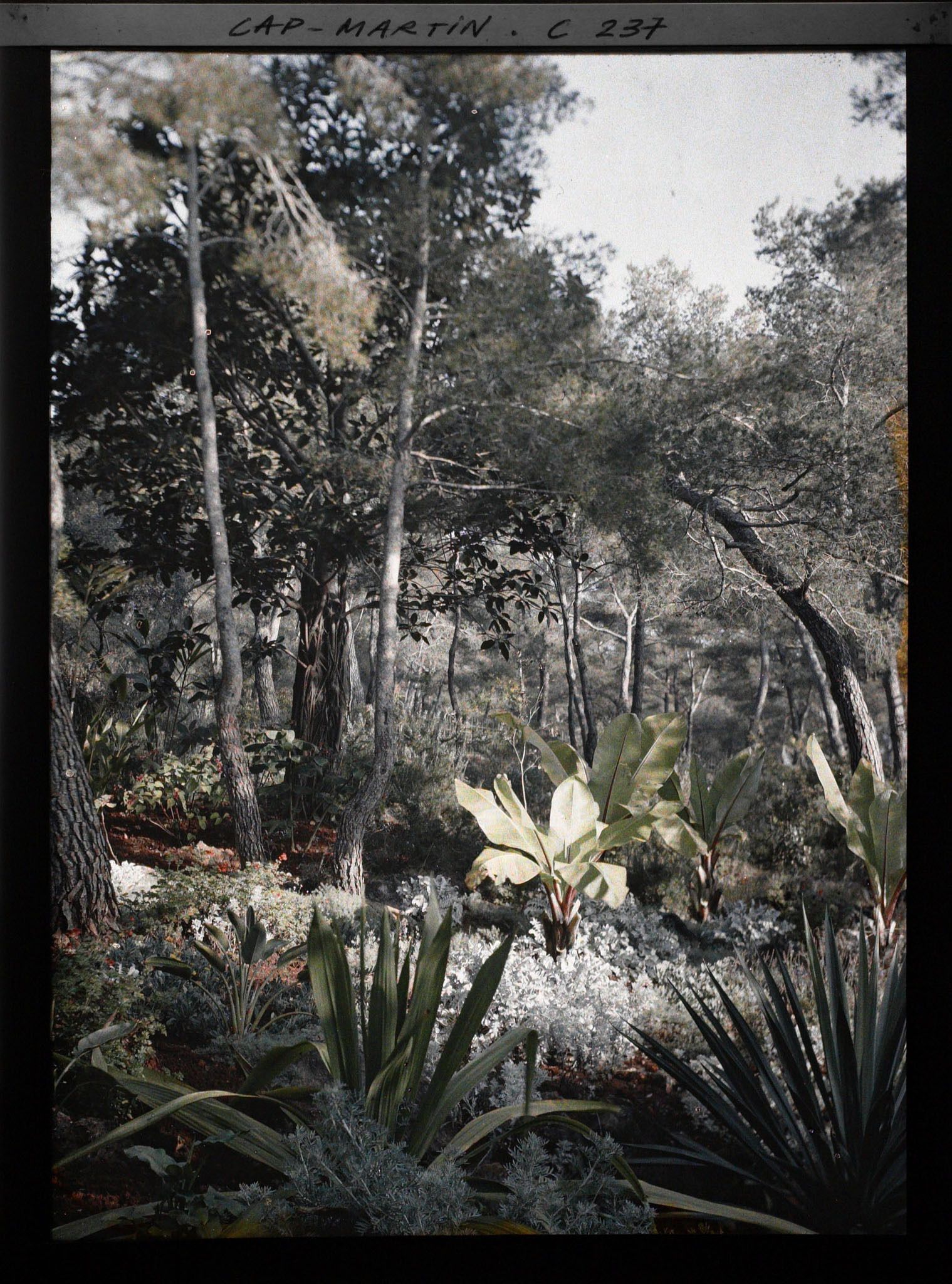 Image représentant Cap-Martin - Le Jardin