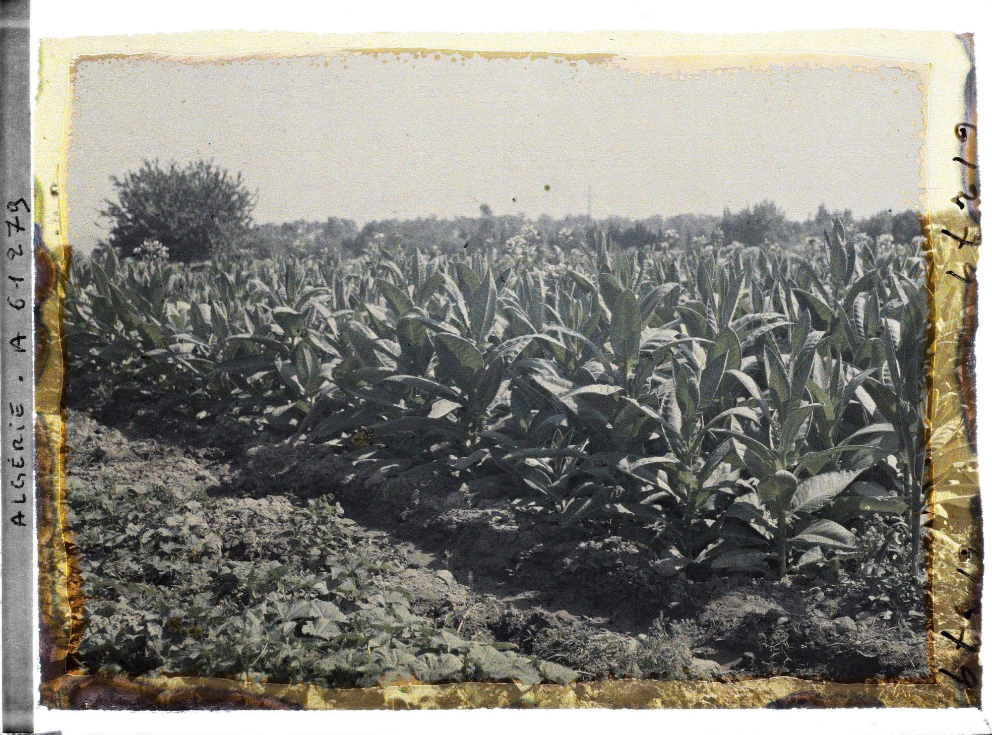 Image représentant Culture du tabac