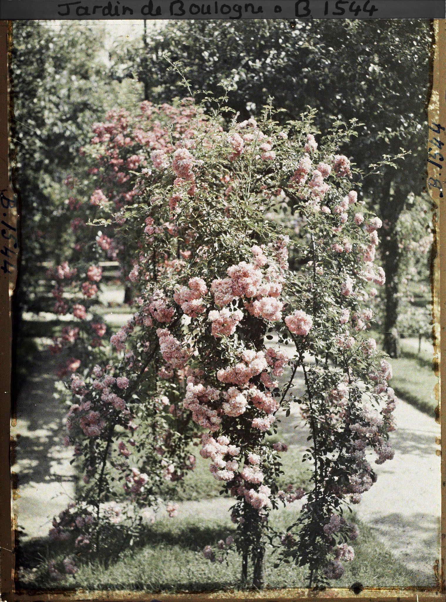 Image représentant Rosier en fleur au bord d'une allée menant à la forêt bleue, dans la partie est du verger-roseraie