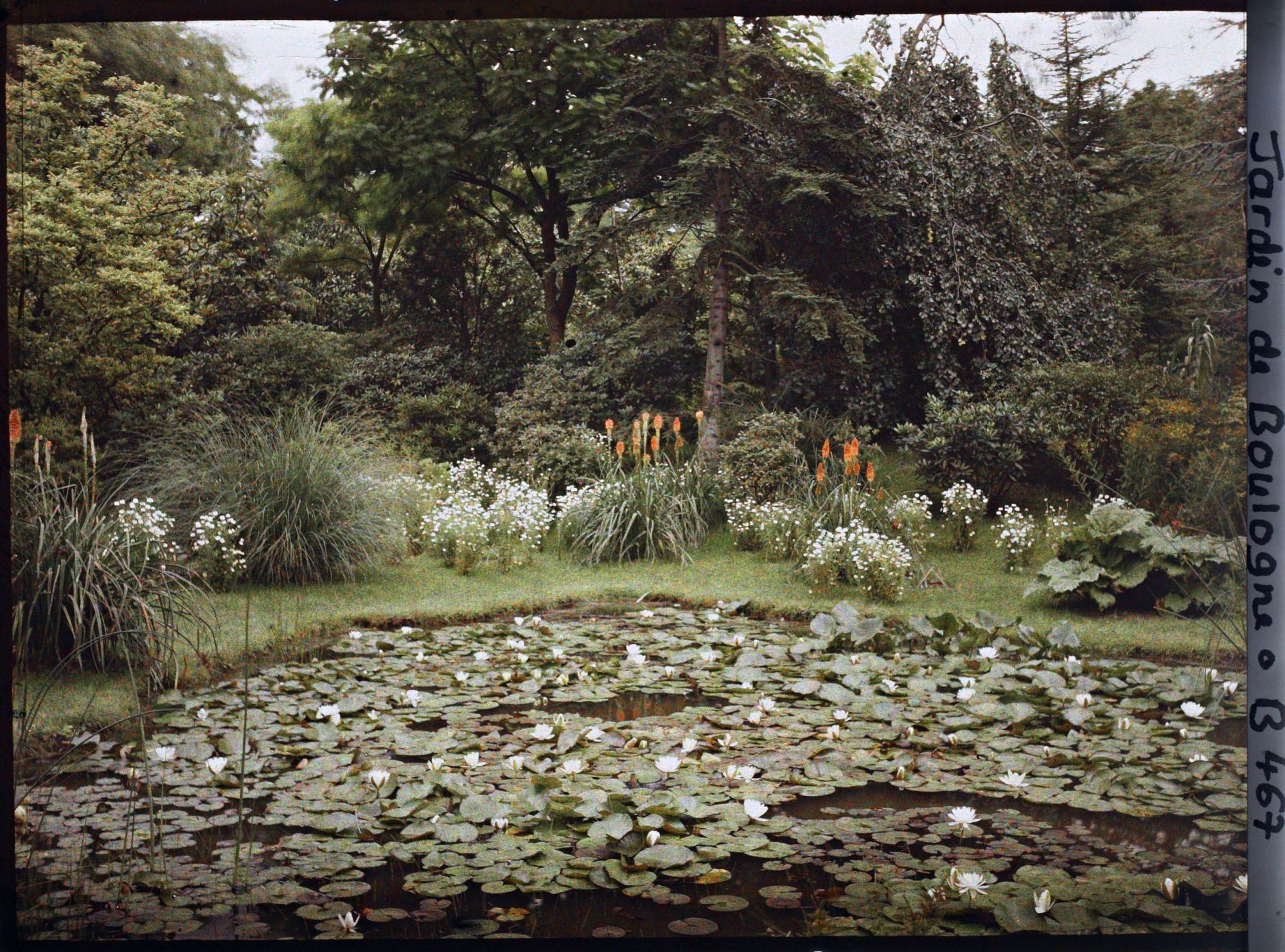 Image représentant Coin nord-est de " l'étang " le plus sud du marais bordé de fleurs et couvert de nénuphars