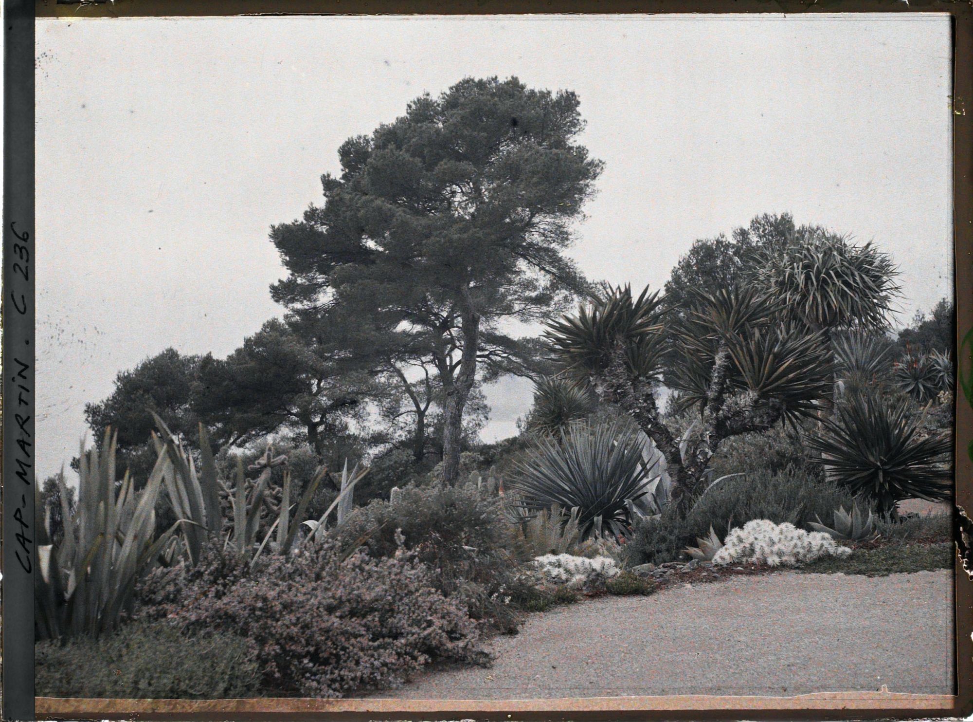 Image représentant Cap-Martin - Le Jardin