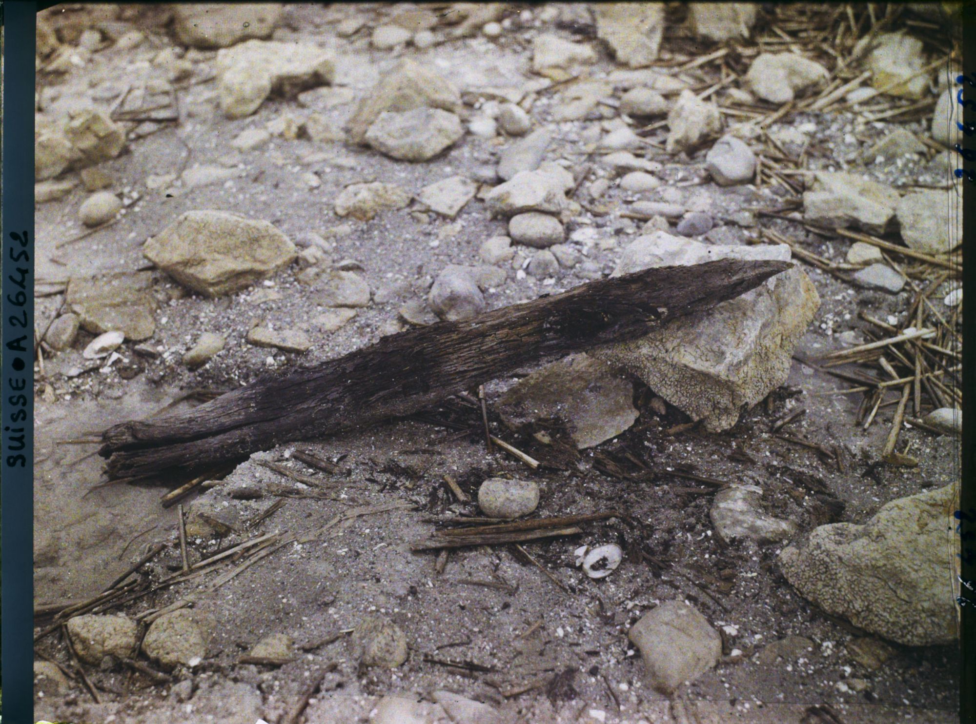 Image représentant Site palafittique préhistorique des Alpes, pieux en bois visibles lors de la baisse des eaux après la grande sécheresse de 1921