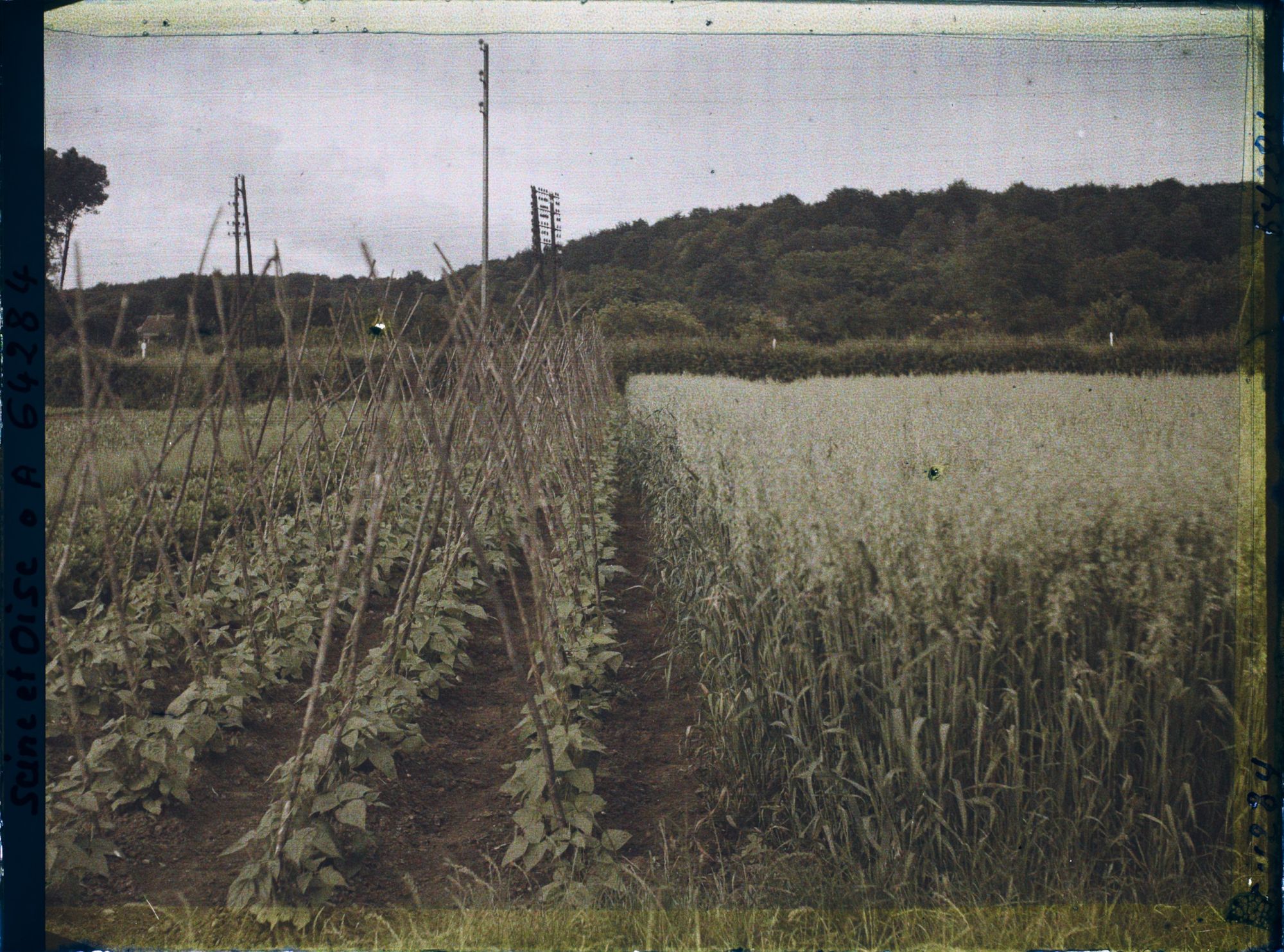 Image représentant Ile de France, Presles, Légumes et Céréales