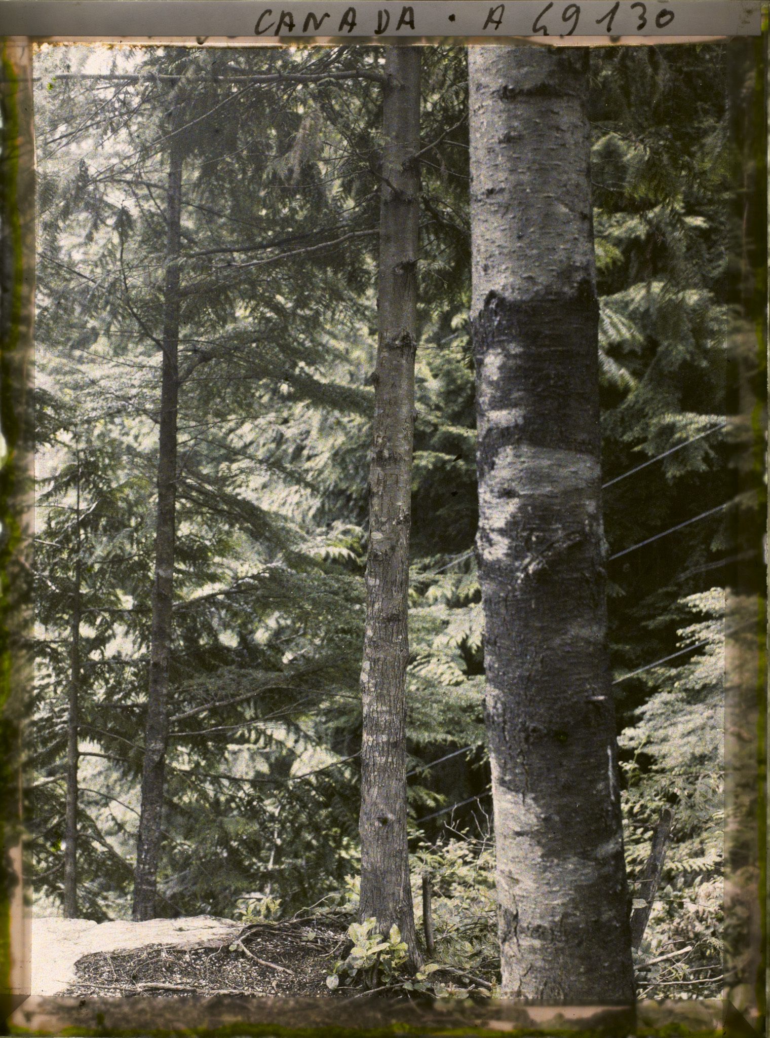 Image représentant Canada, Vancouver, Capilano Canyon- Autre Paysage sous la pluie au 2e Canyon