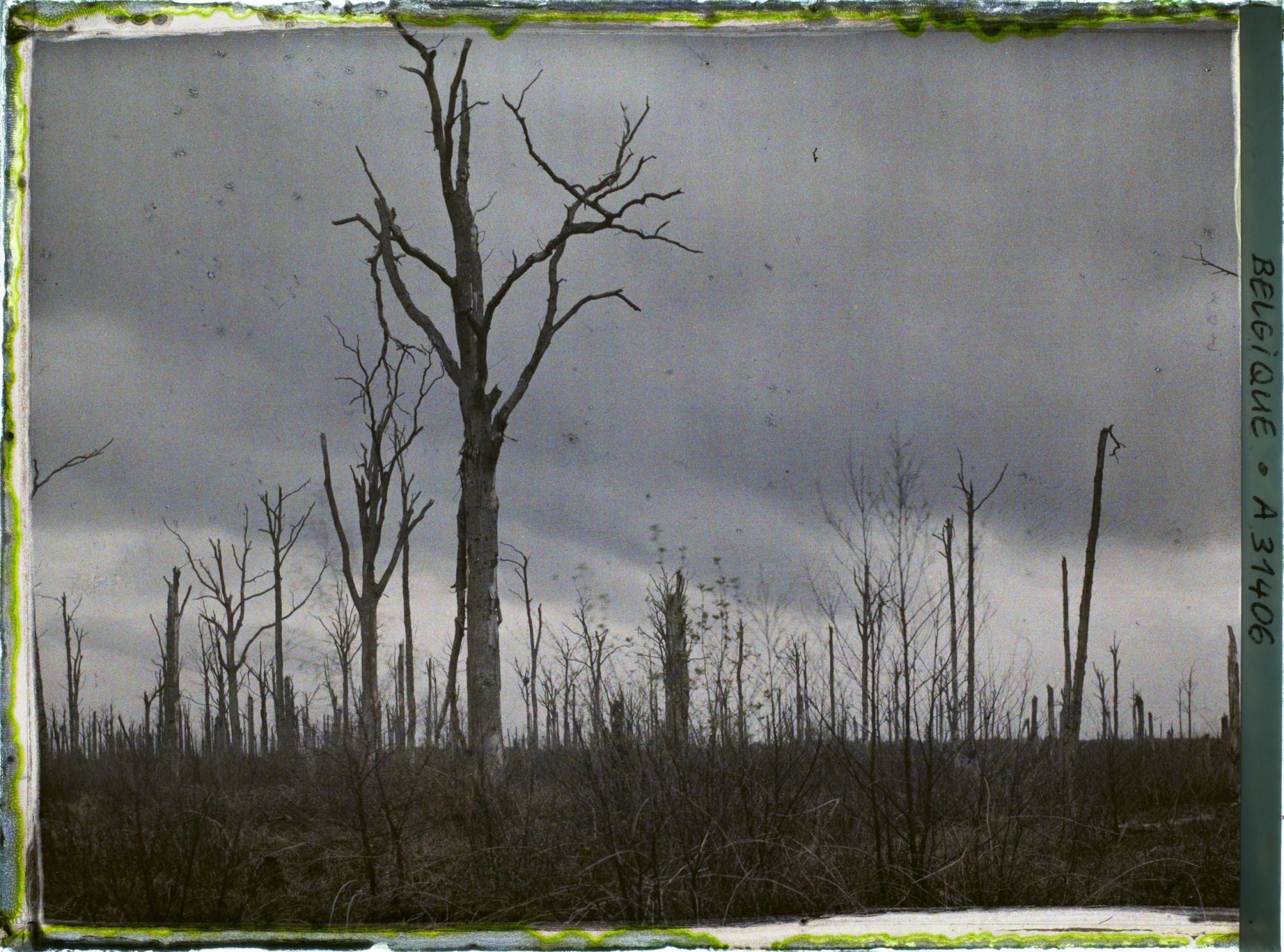 Image représentant Belgique, Forêt d' Houtuhlsd, Forêt d' Houtuhlsd; Orage sur la forêt