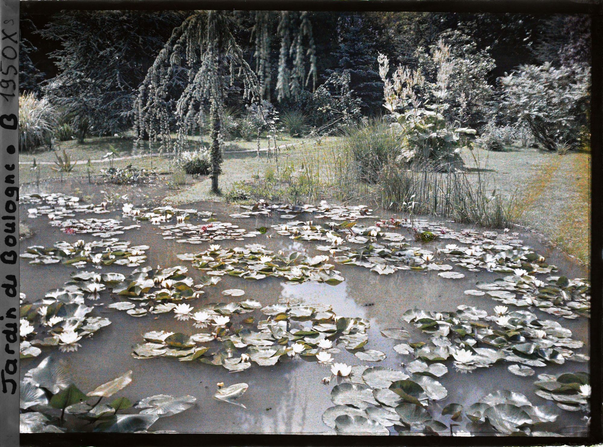 Image représentant Nénuphars sur l'étang du marais