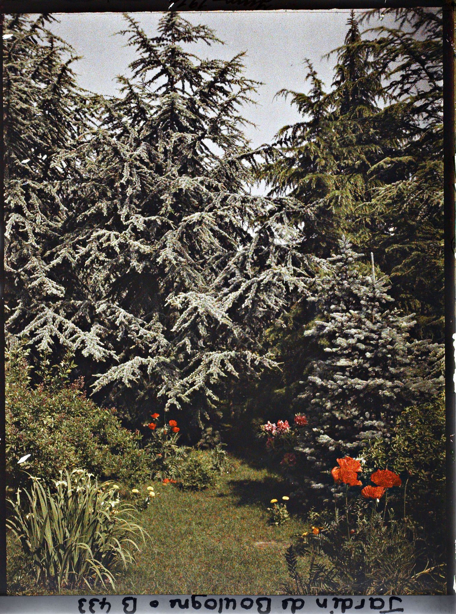 Image représentant Massif fleuri au pied des conifères de la forêt bleue