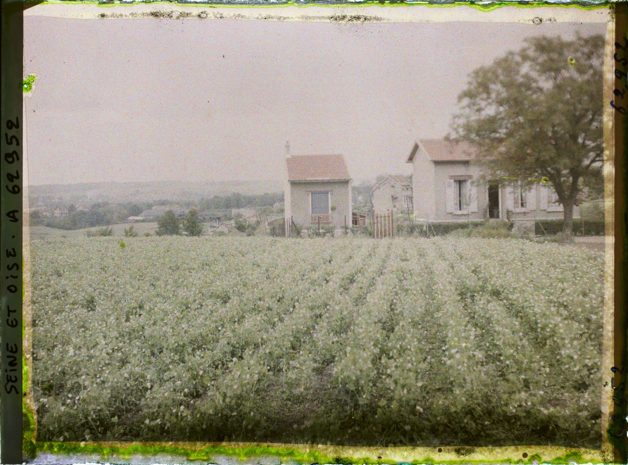 Image représentant Ile de France, Frepillon, Culture de petits pois