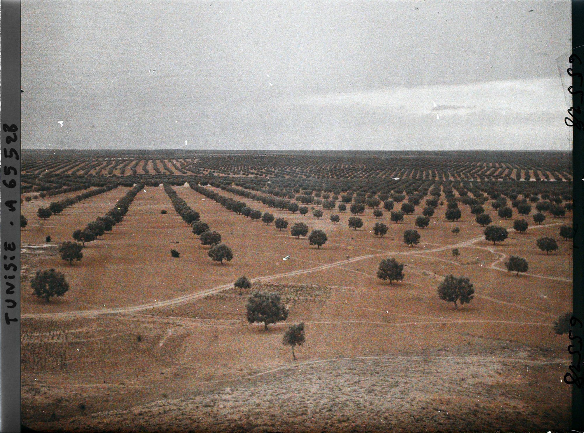 Image représentant Panorama sur les oliveraies pris du point géodésique