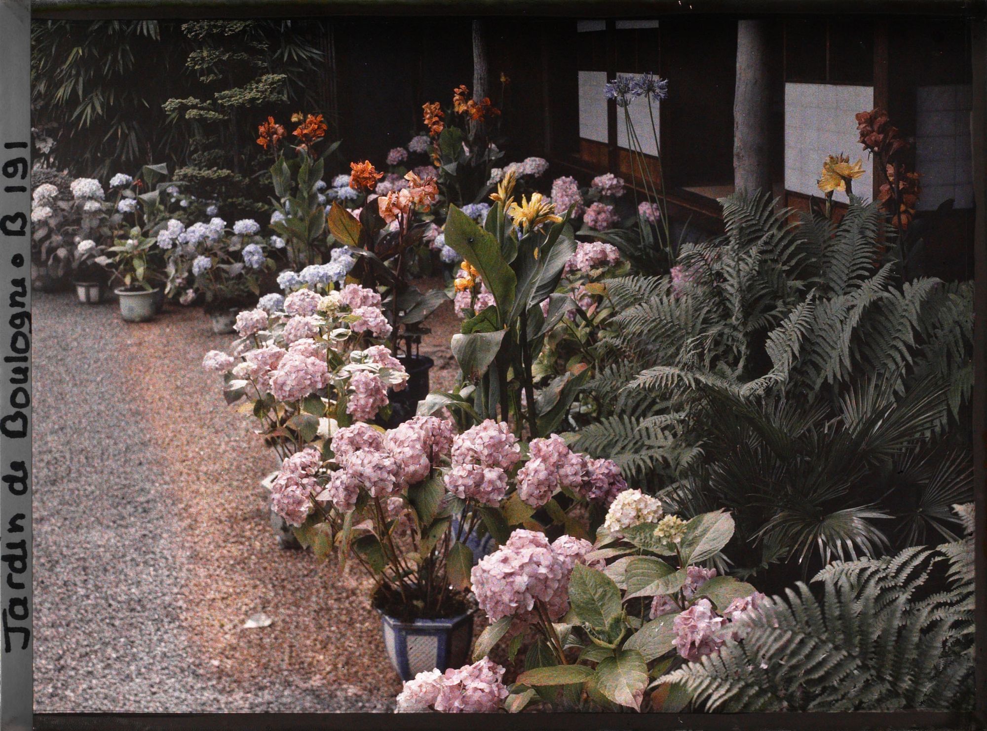 Image représentant Hortensias, cannas et agapanthes en pots fleuris, au pied de la maison est du " village japonais "