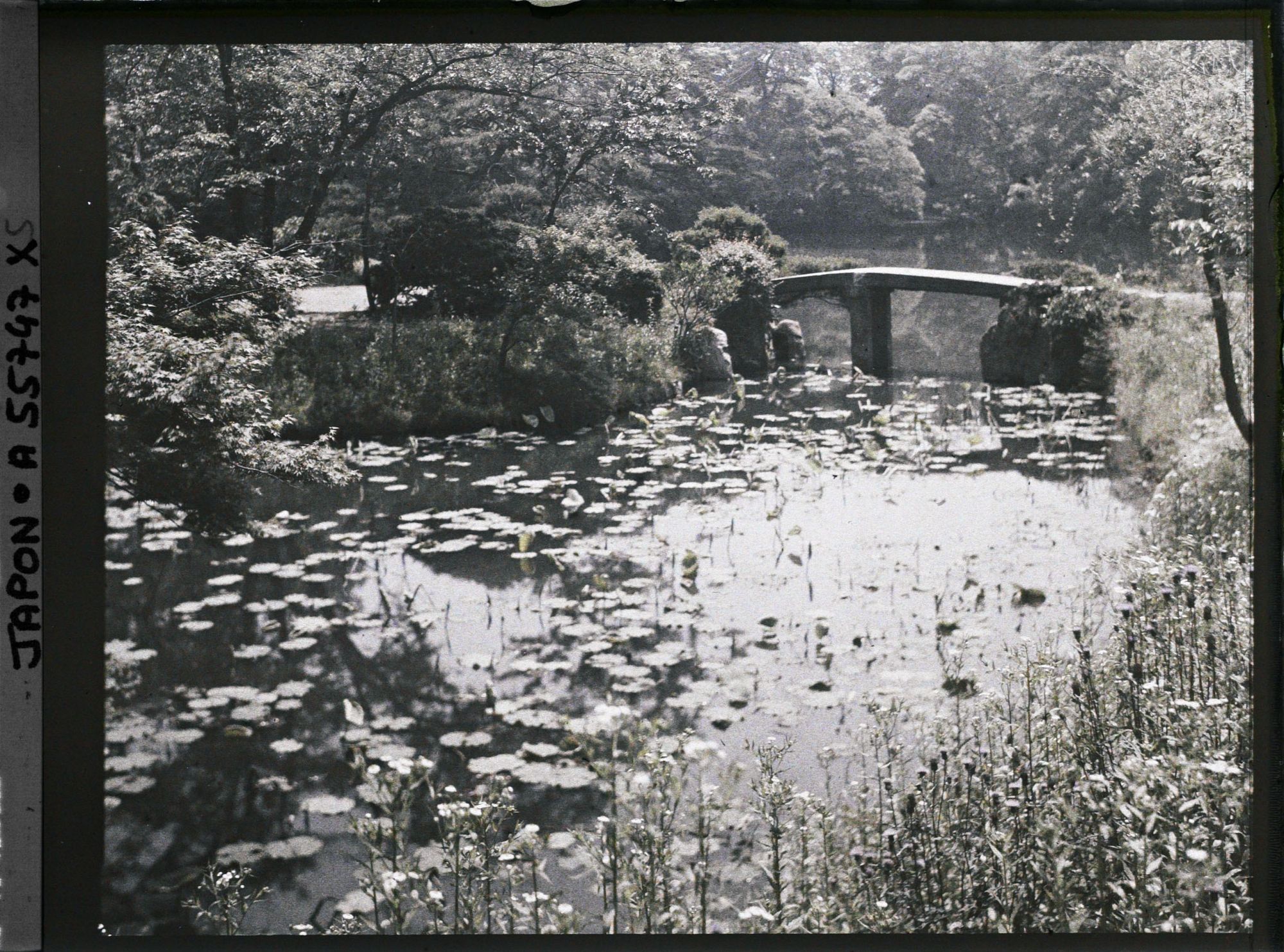 Image représentant Koishikawa Kôrakuen (jardin de l'Arsenal), le bassin des lotus (hasu-ike)