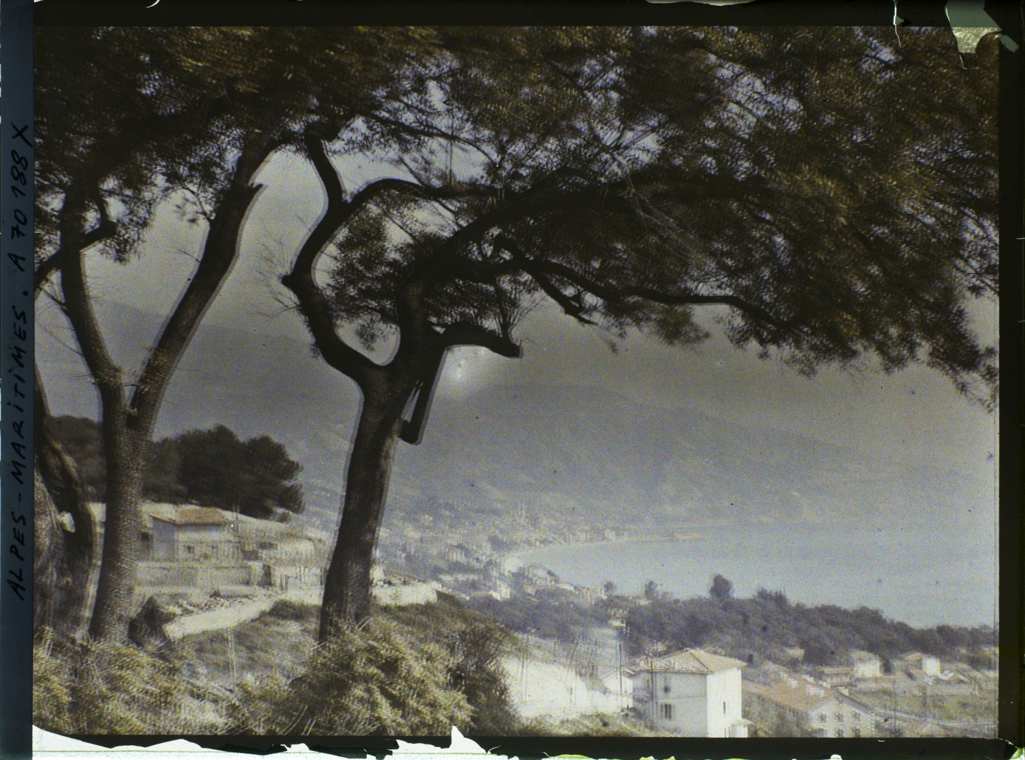 Image représentant Pin soulignant une vue panoramique de Menton et de ses environs
