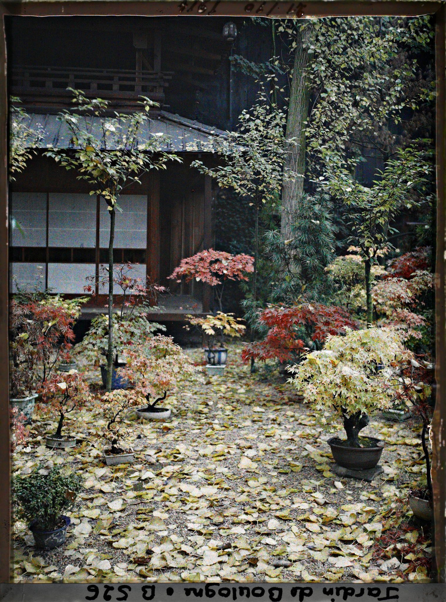 Image représentant Bonsaïs et grands arbres à l'automne, au pied de la pagode du " village japonais "