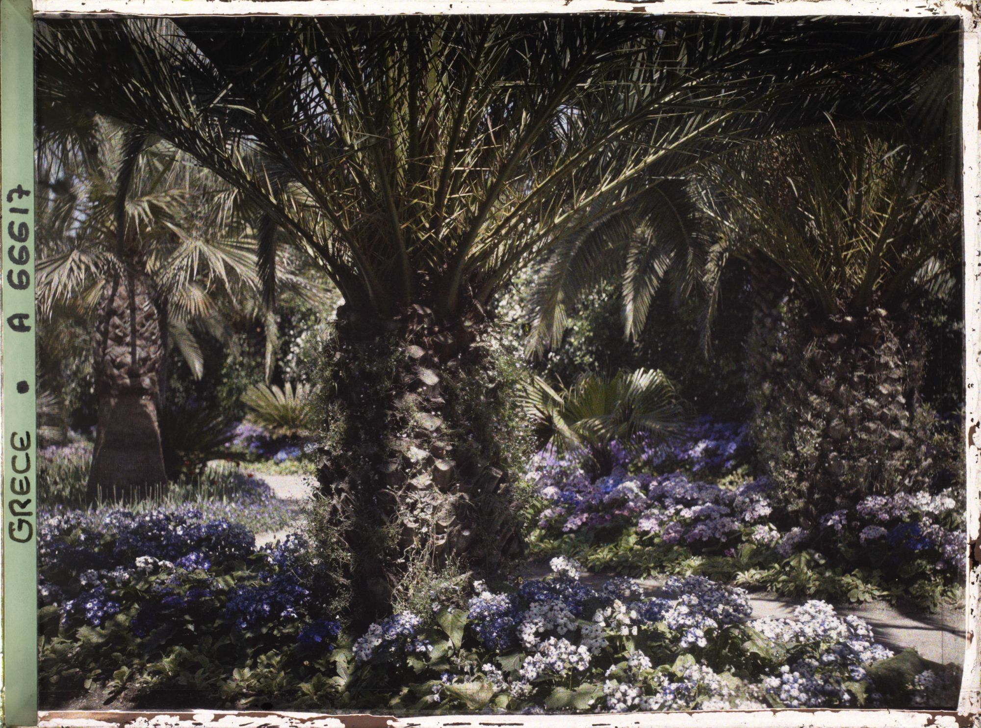 Image représentant L'Achilleion - Les Jardins