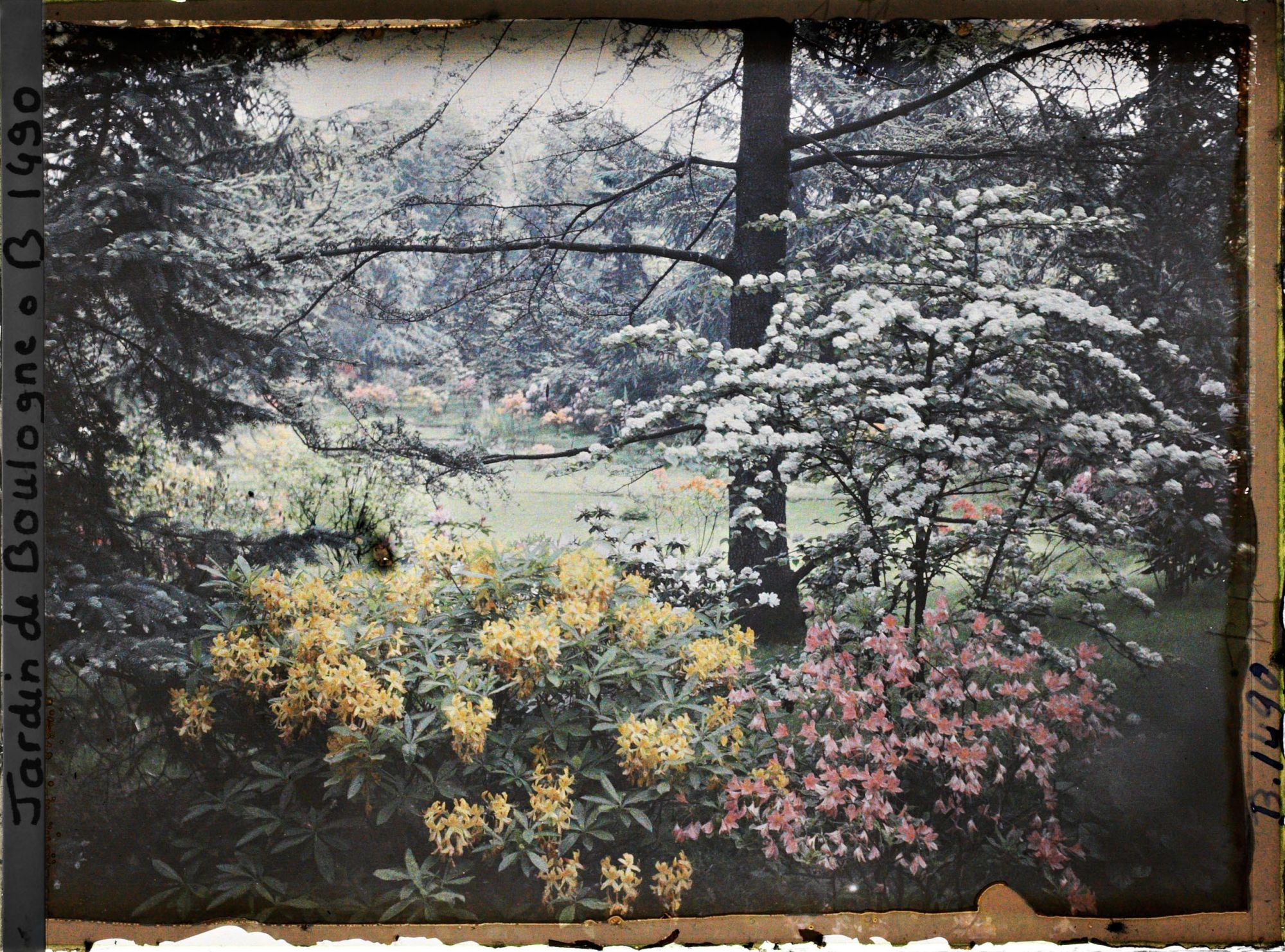 Image représentant Massif d'arbustes en fleurs et partie est du marais vue à travers la végétation en direction du nord