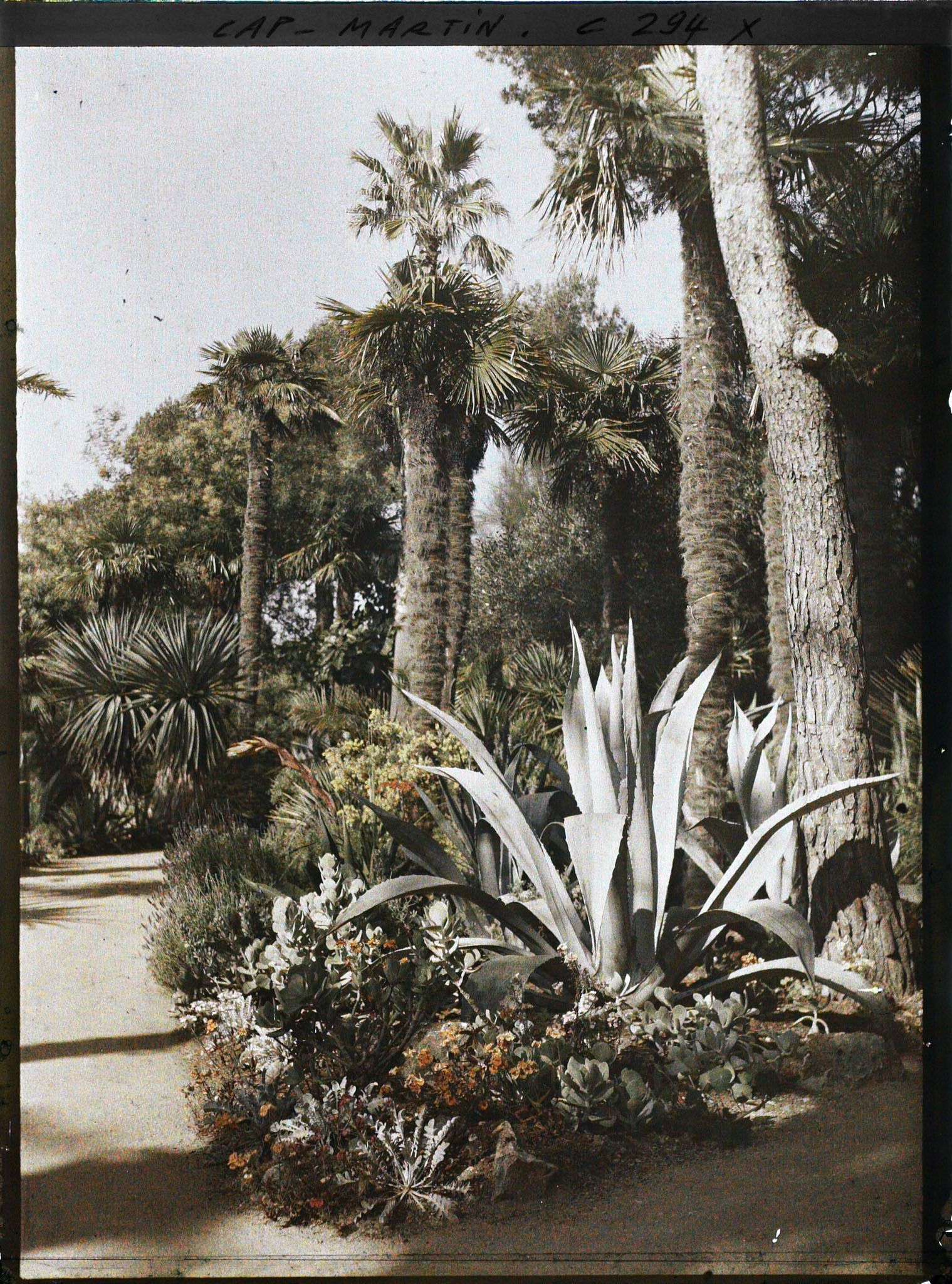 Image représentant Cap-Martin - Le Jardin