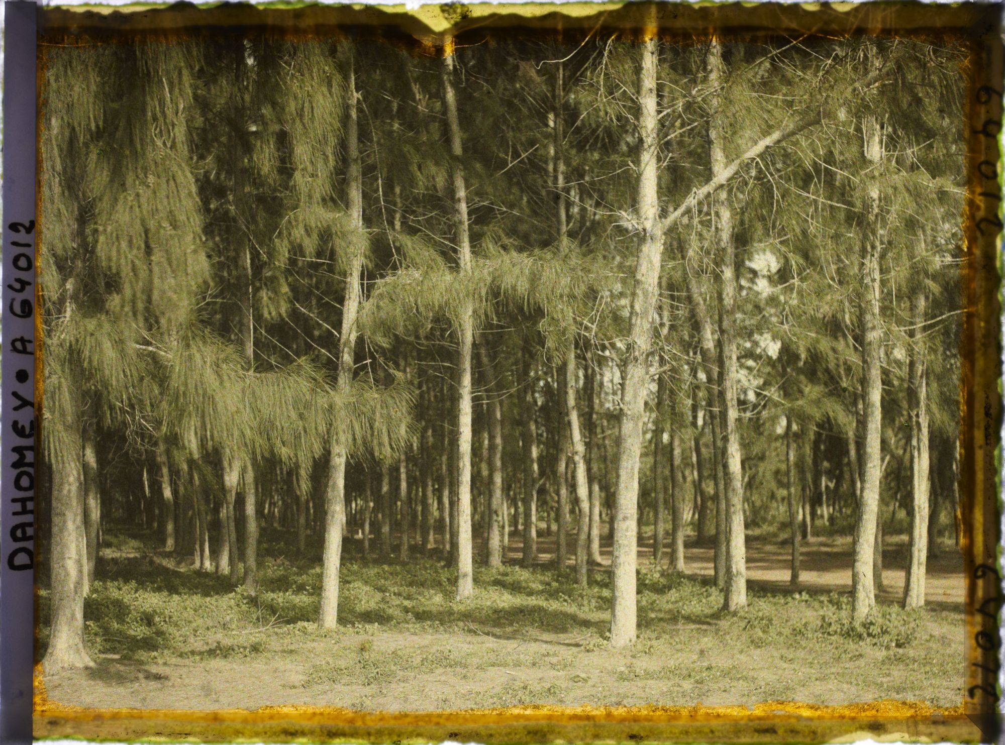 Image représentant Allée bordée de filaos