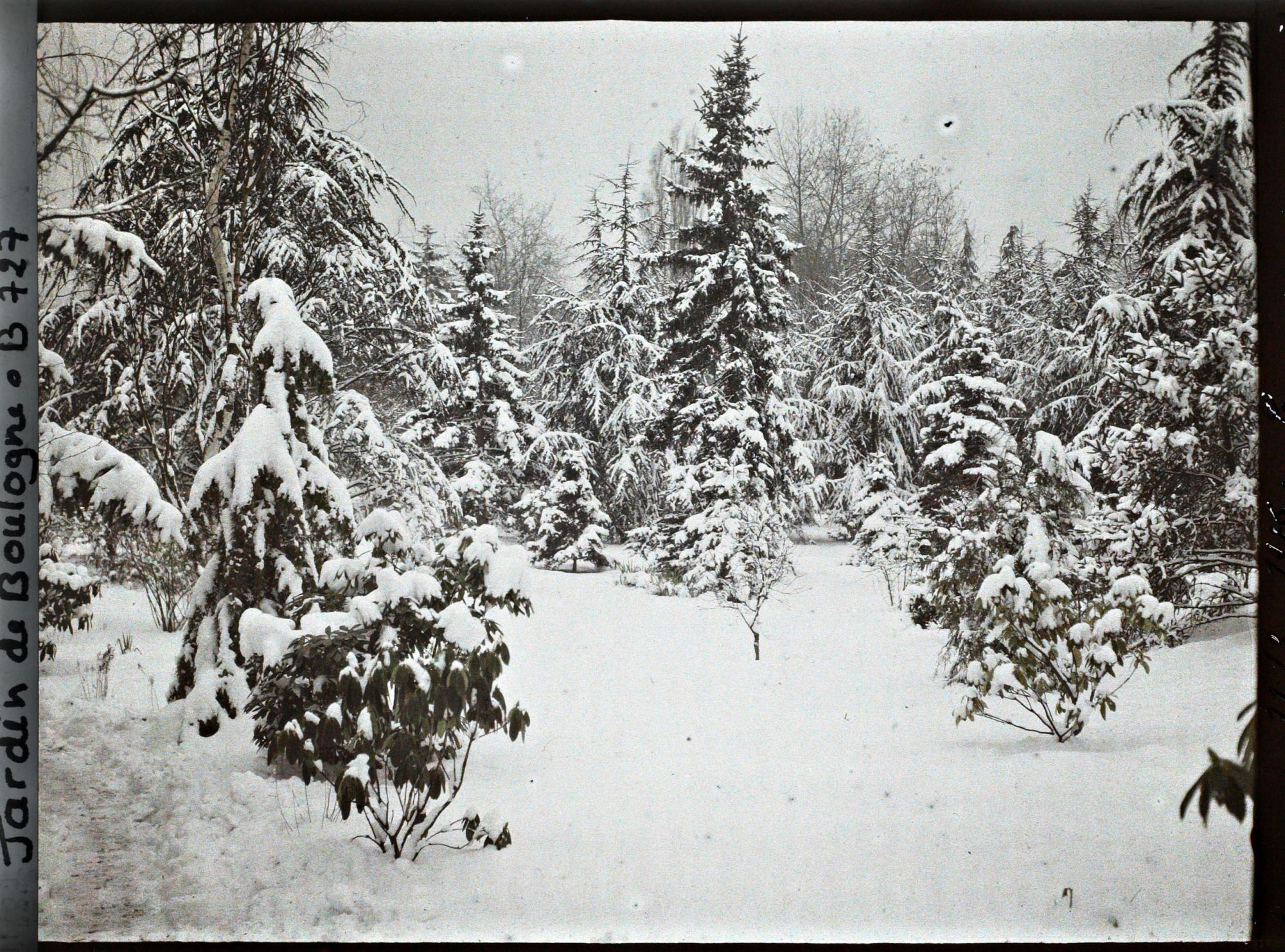 Image représentant Forêt bleue sous la neige