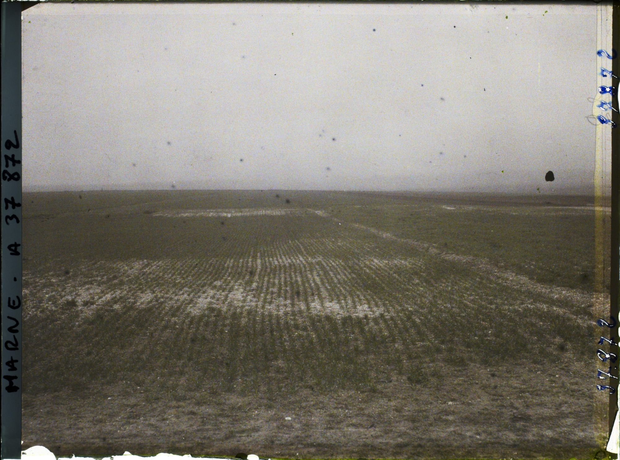Image représentant France, La Pompelle, Jeune blé laissant voir la trace des tranchées