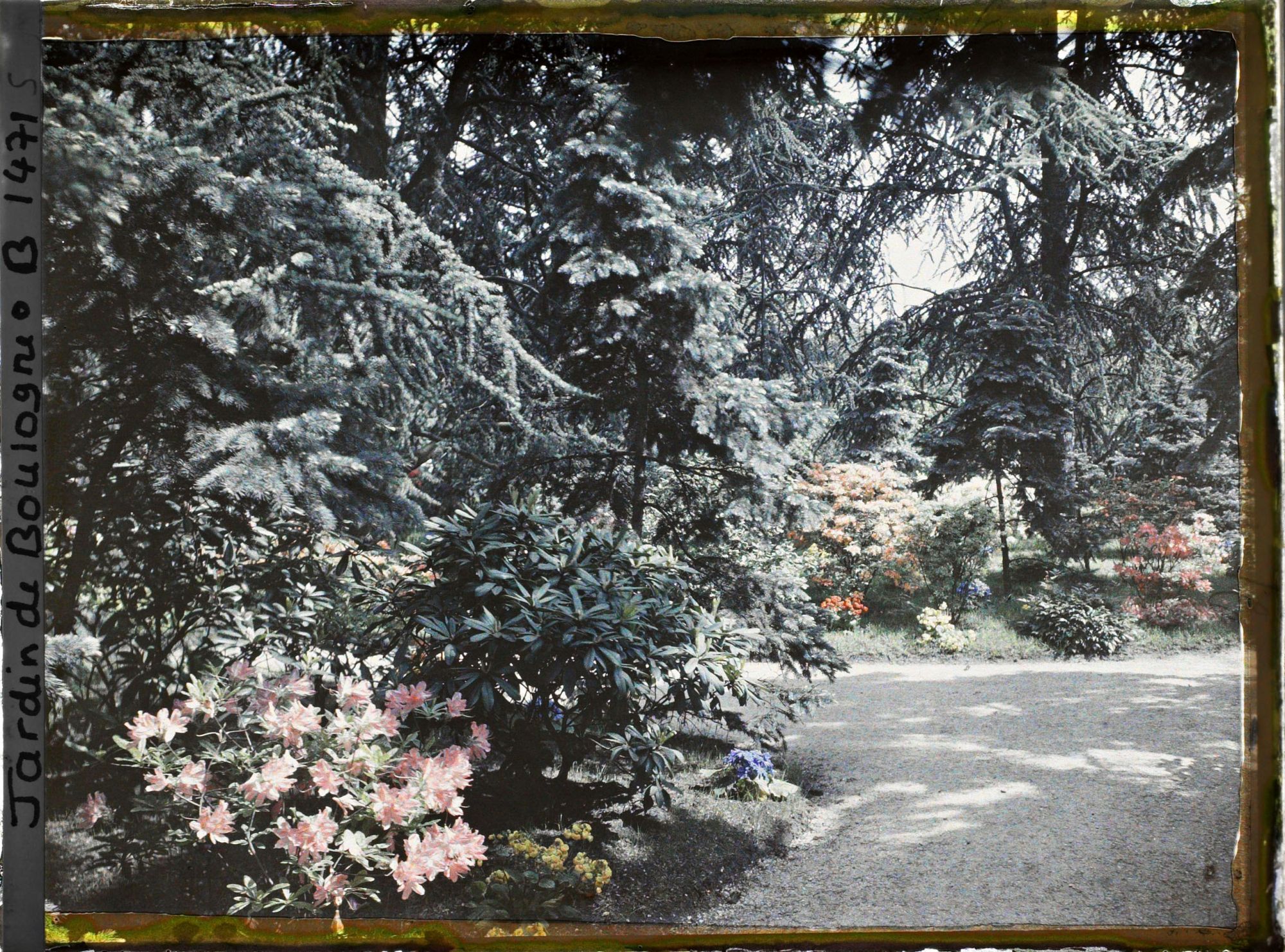 Image représentant une allée dans la forêt bleue, à l'arrière-plan les conifères qui bordent le marais