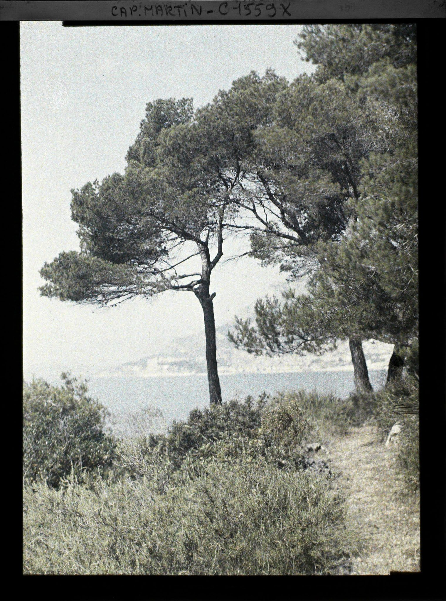 Image représentant Chemin situé en partie basse du jardin, vu en direction de Monaco