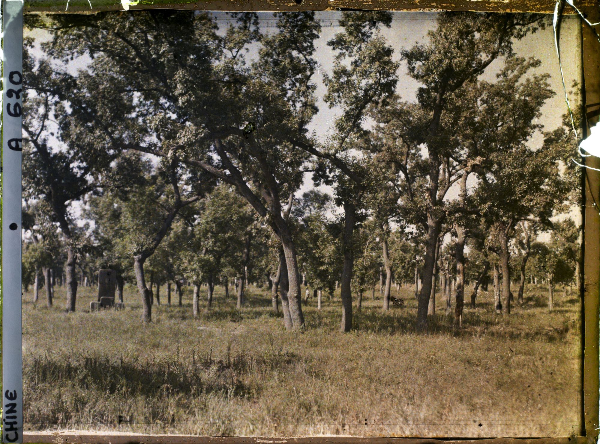Image représentant Konglin, la nécropole de la famille de Confucius