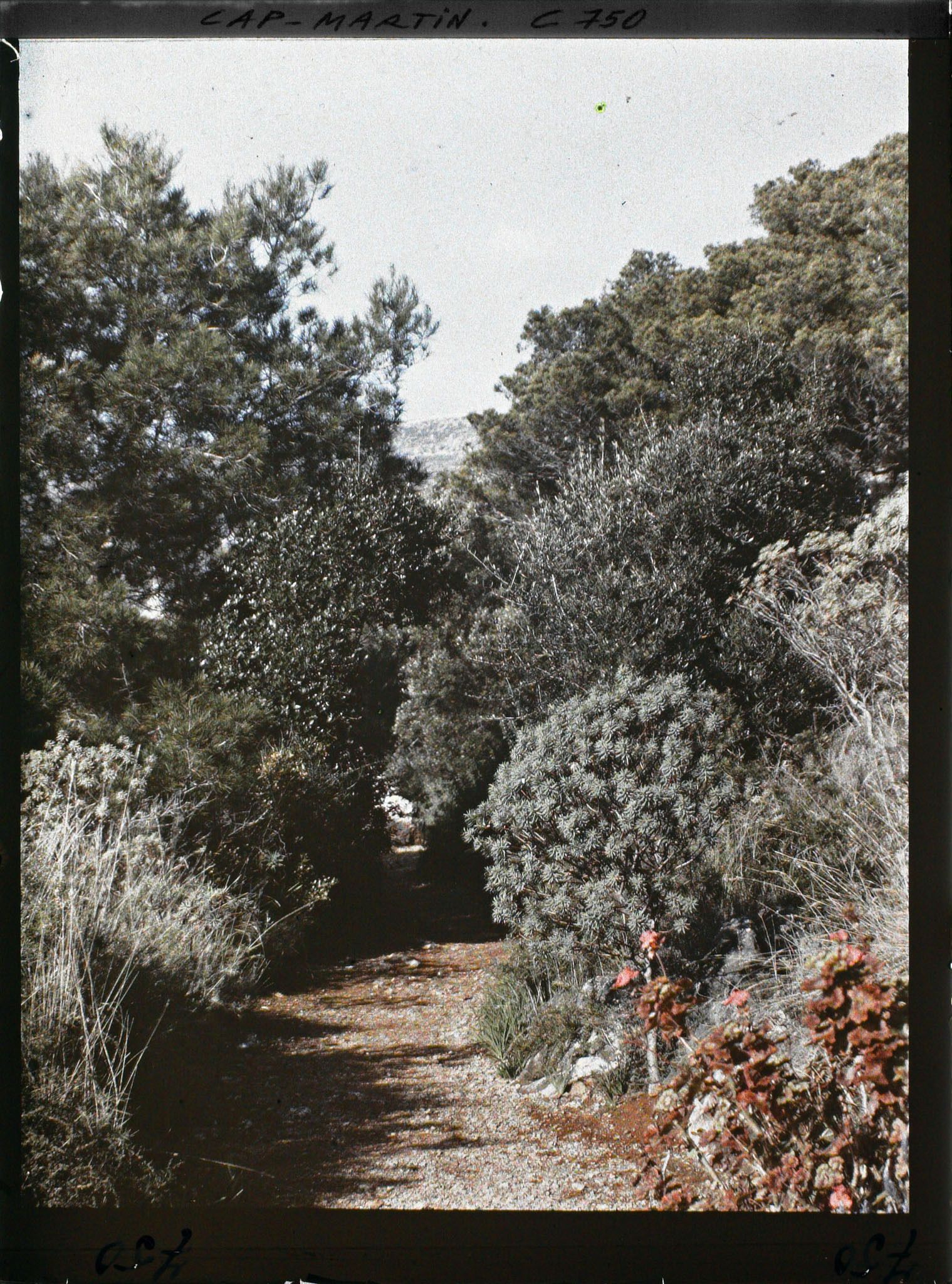 Image représentant Une allée de plantes exotiques