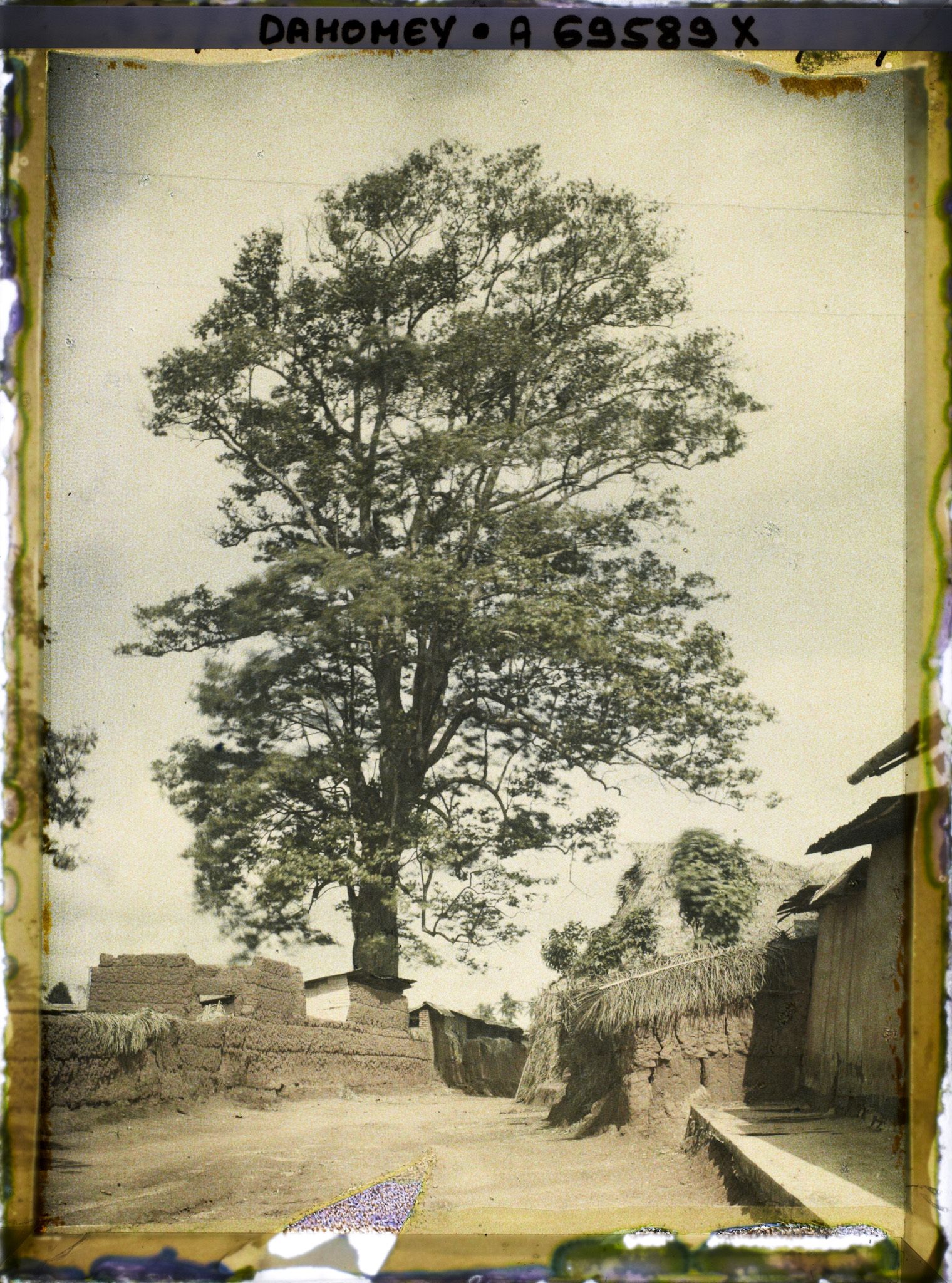 Image représentant Dans le village indigène, un Iroko (ou milicia exclesa) sacré ou arbre fétiche
