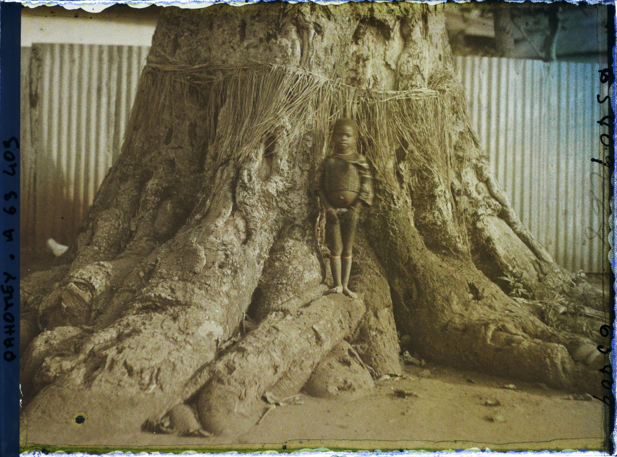 Image représentant Un enfant sur les racines d'un Iroko (ou milicia exclesa) sacré (?)