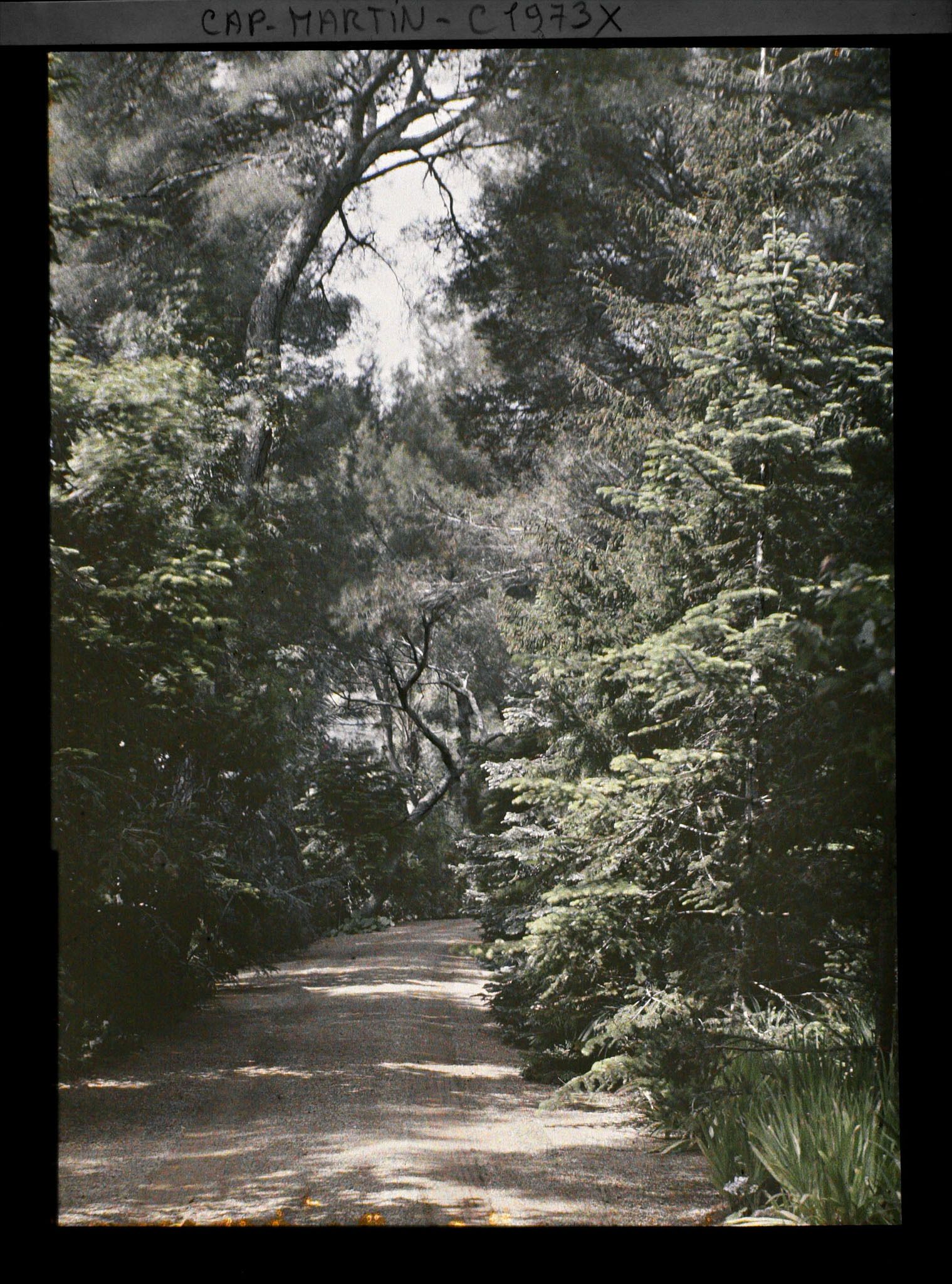 Image représentant Allée d'accès à la villa Kahn, bordée de divers conifères