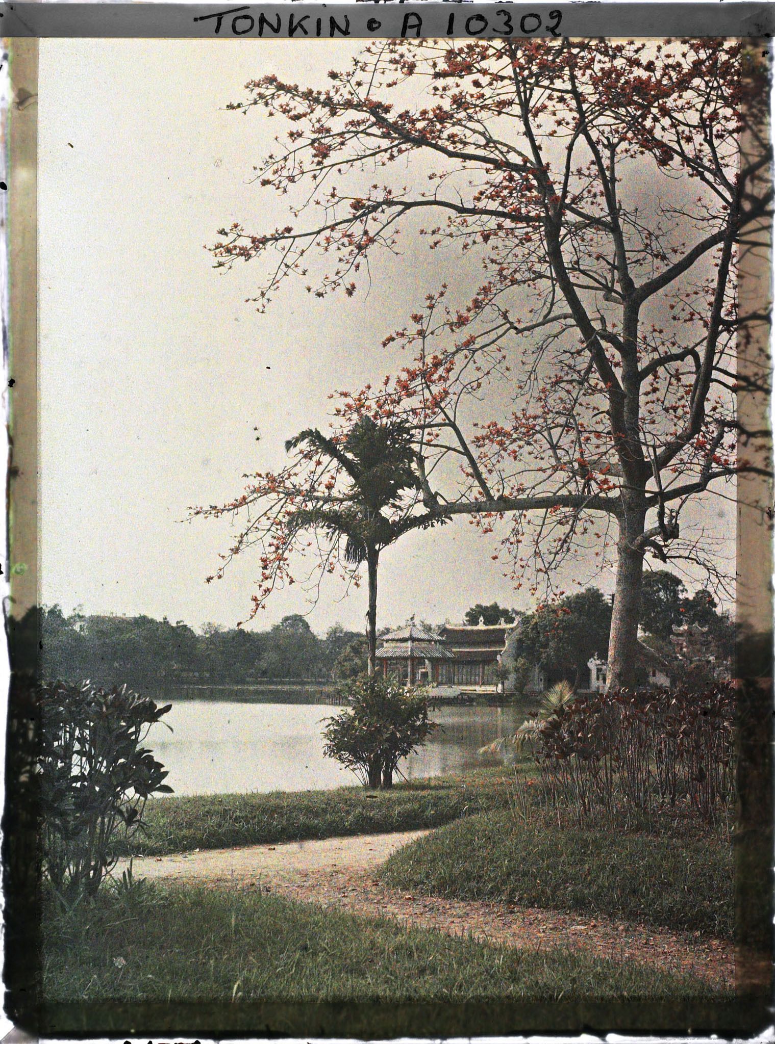 Image représentant Une vue depuis la rive du Petit Lac, près du temple Ngoc-so'n (appelé par les Européens " Pagode des Pinceaux ") avec à droite, un kapokier en fleurs