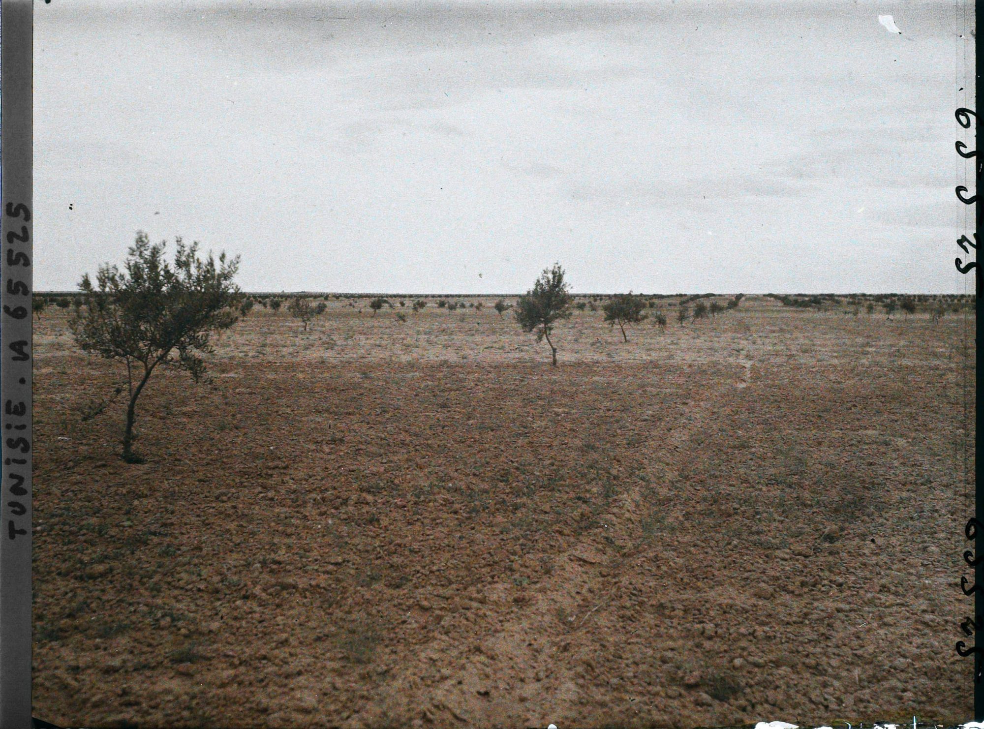 Image représentant Oliviers de 8 à 9 ans