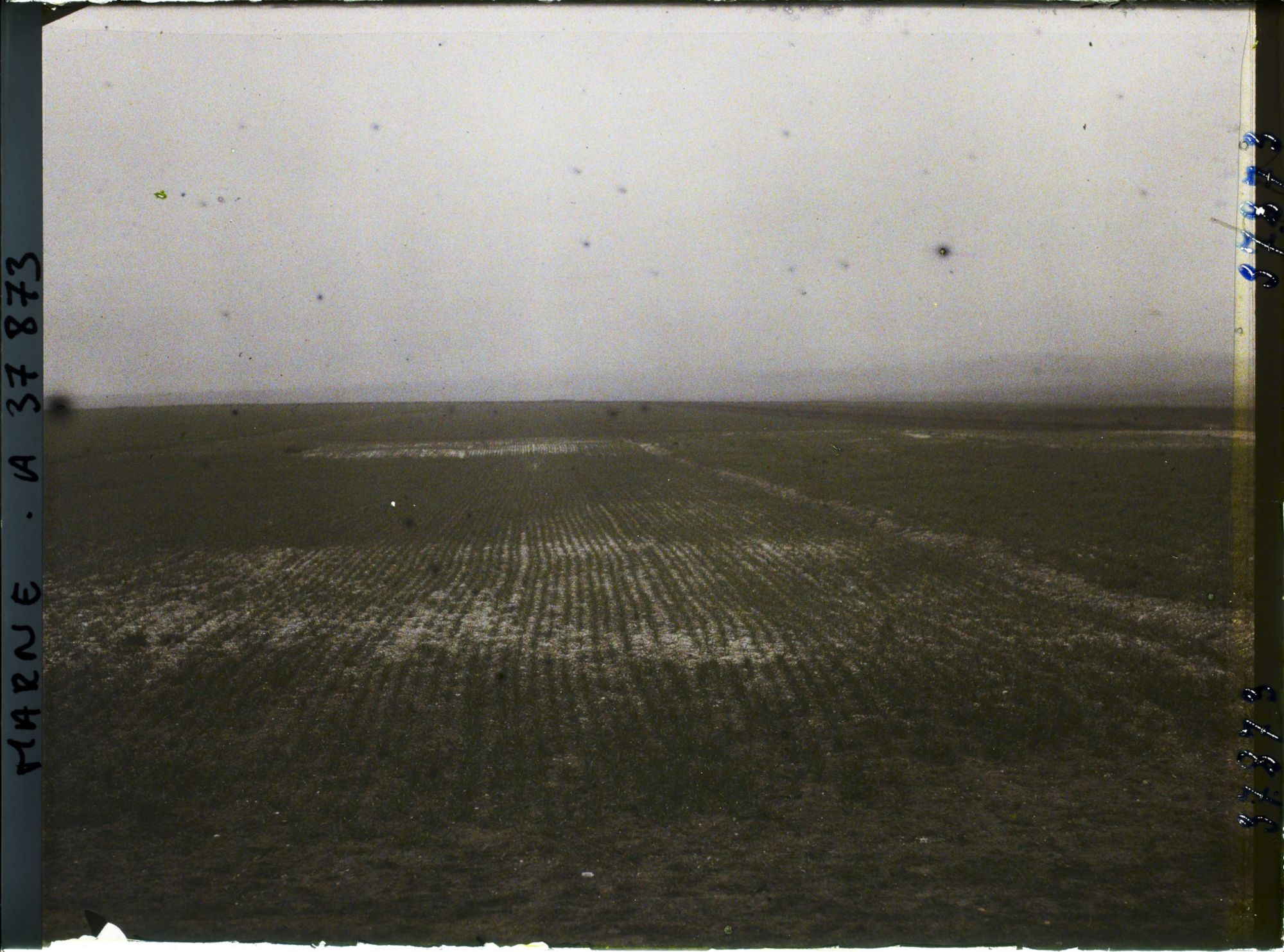 Image représentant France, La Pompelle, Jeune blé laissant voir la trace des tranchées