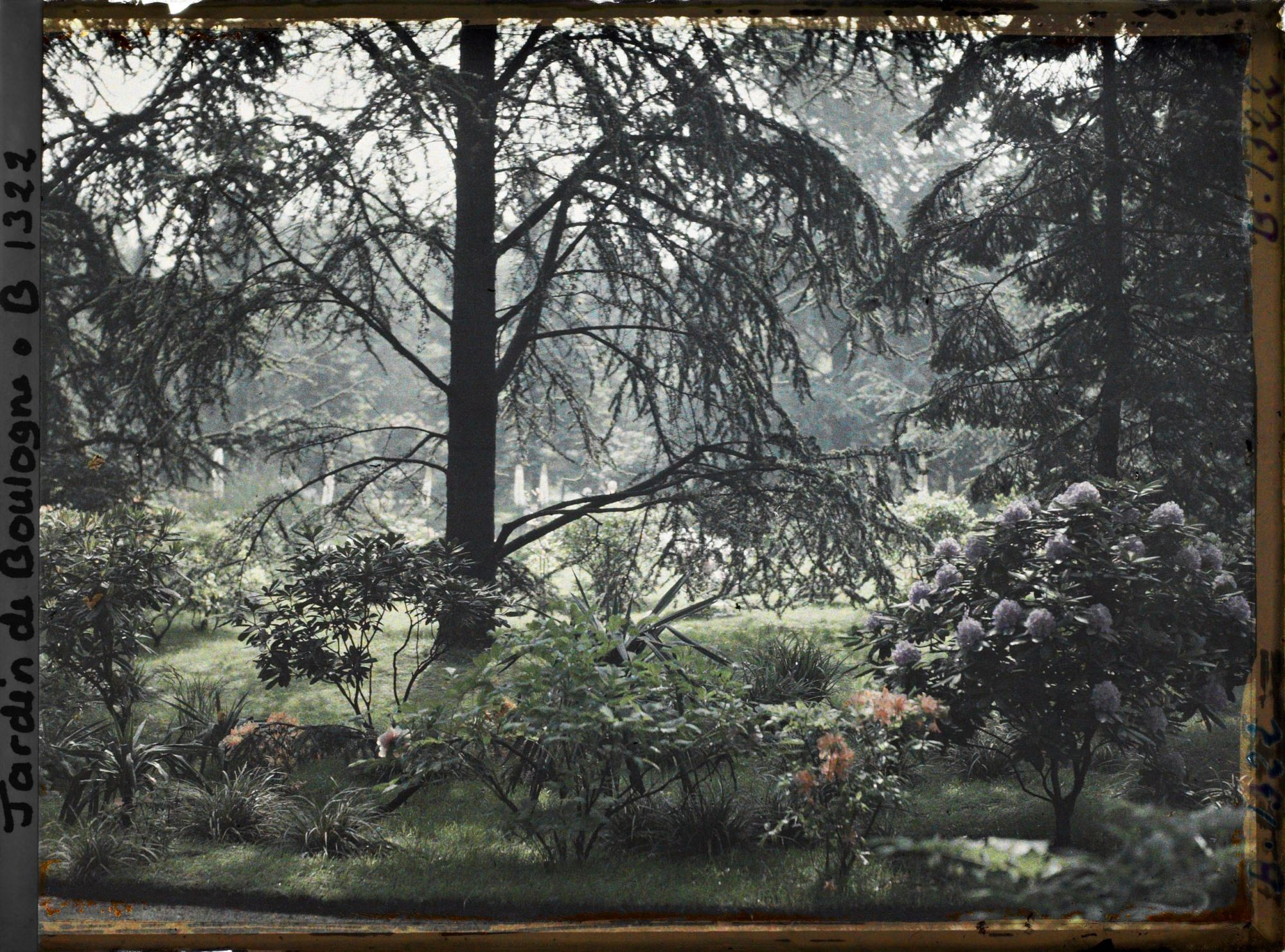 Image représentant Rhodos dans la forêt bleue, à l'arrière-plan le marais