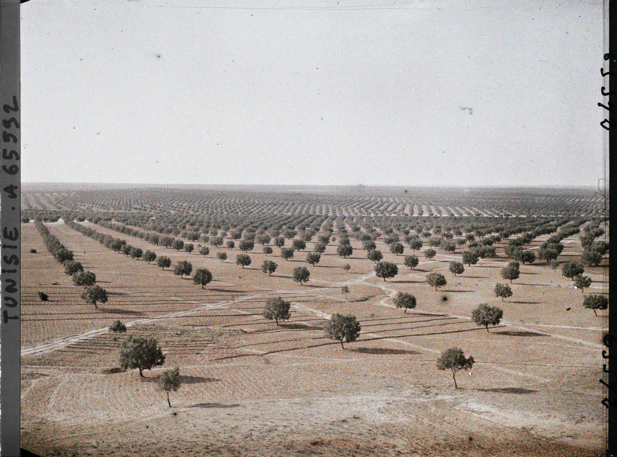 Image représentant Vue panoramique sur les oliveraies prise du point de vue géodésique (vers le nord-ouest)