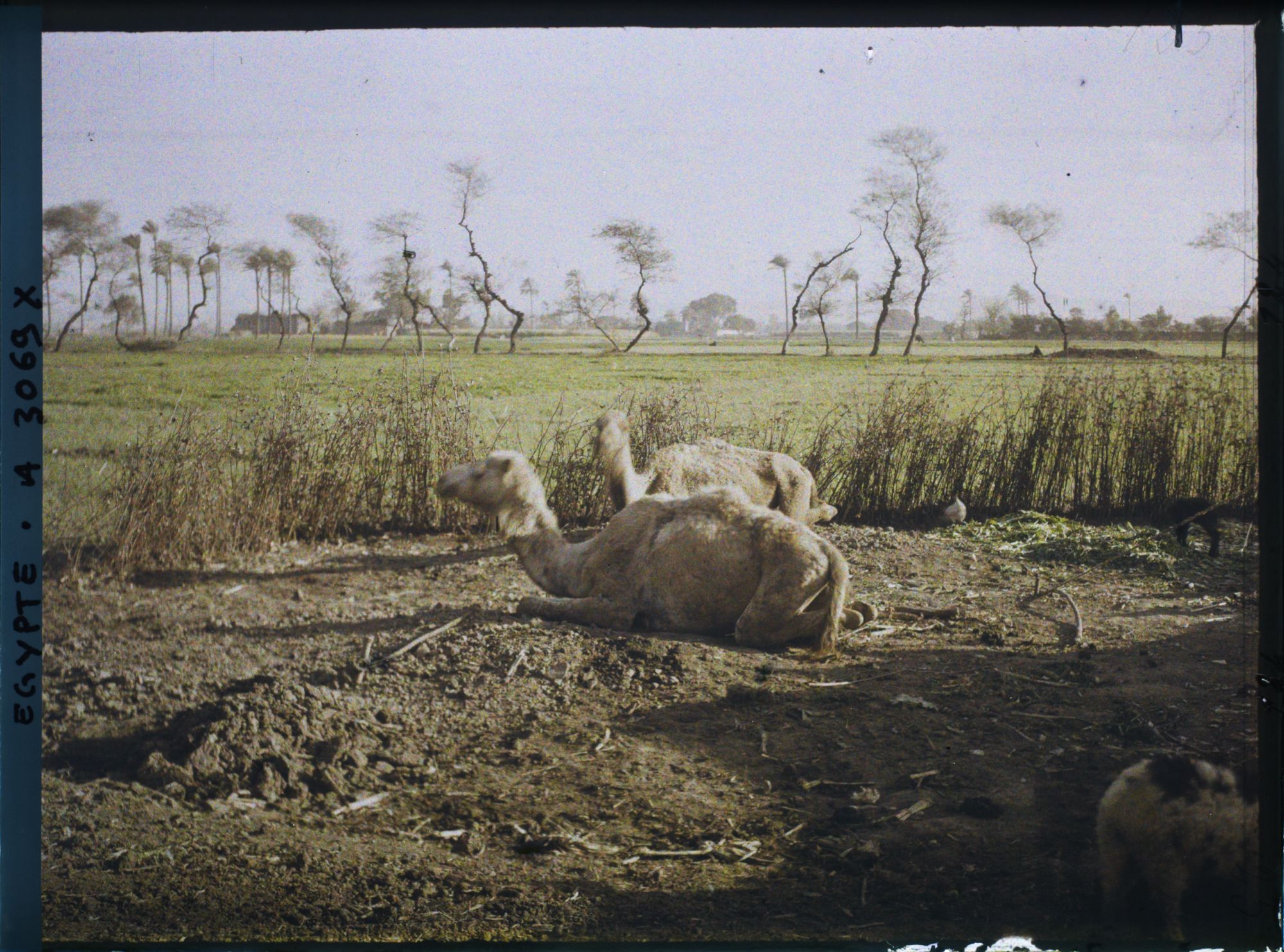 Image représentant Chameaux au repos