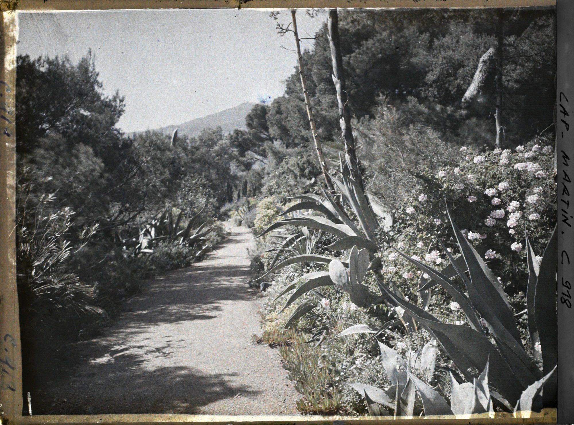 Image représentant Le jardin vue vers Monaco