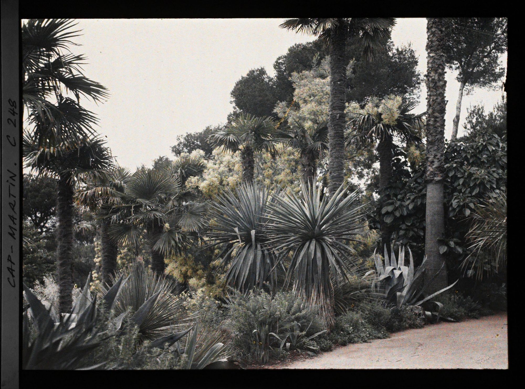Image représentant Cap-Martin - Le Jardin