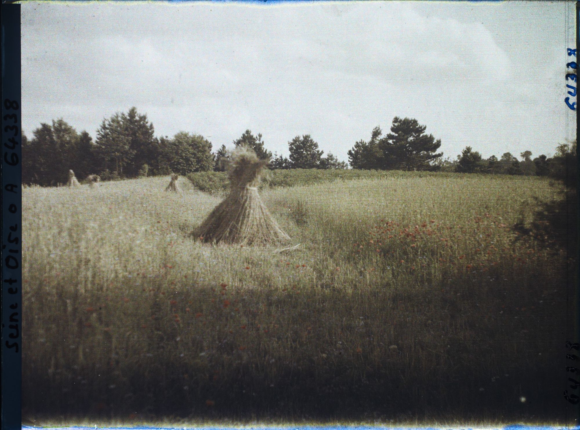 Image représentant Ile de France, Vallangoujard, Blé et Coquelicots