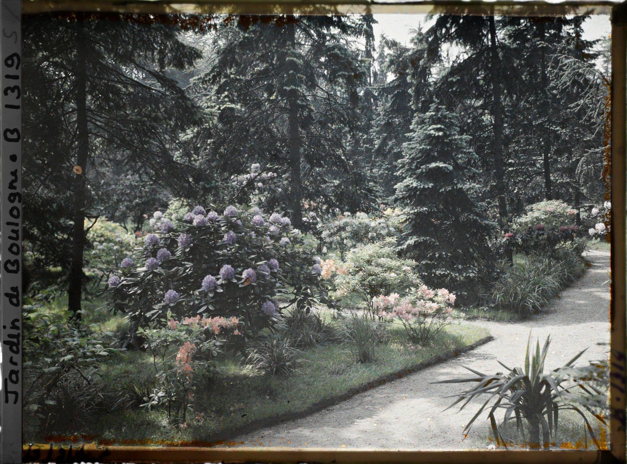 Image représentant Rhododendrons et azalées ; l'allée au deuxième plan mène au marais