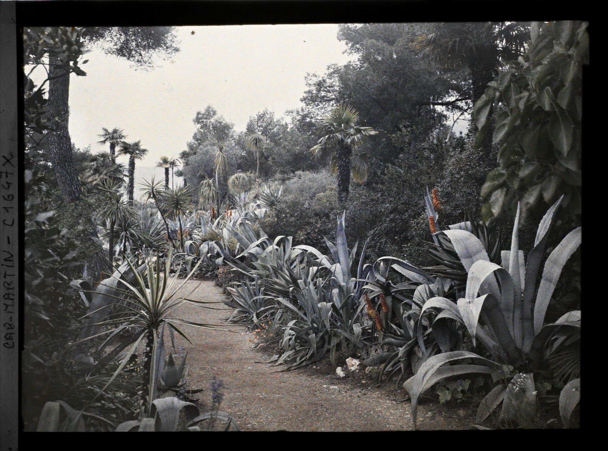 Image représentant Allée bordée d'agaves, d'aloès et de yuccas, vue en direction de Monaco