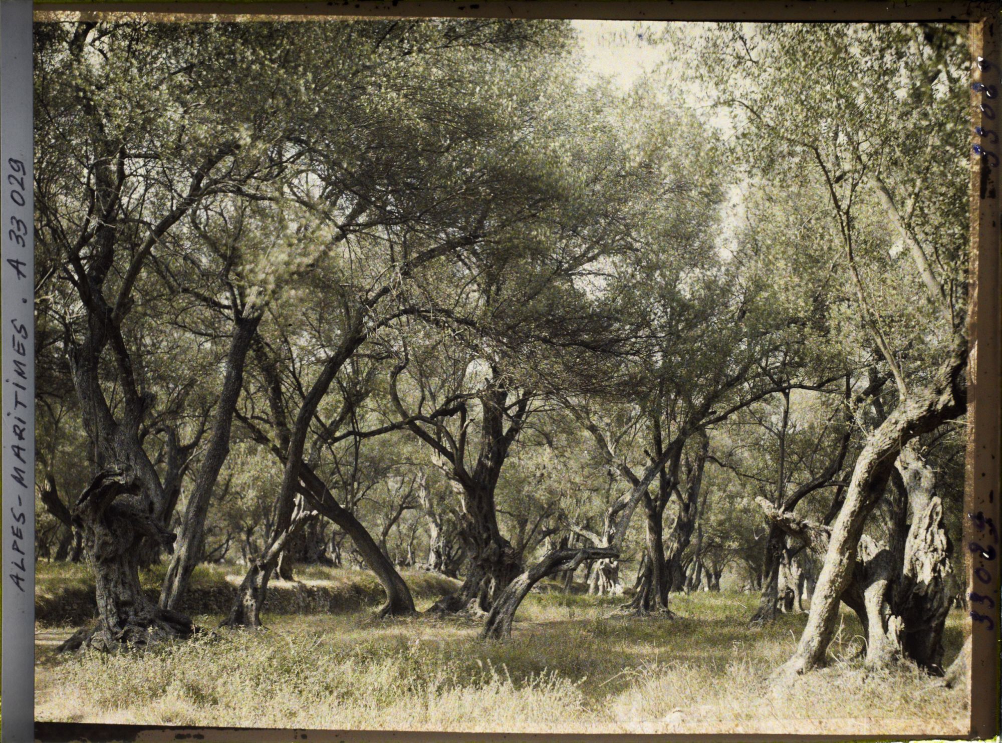 Image représentant Forêt d'oliviers