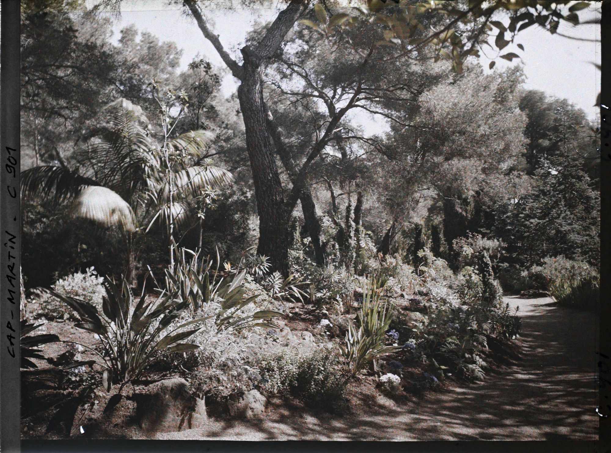 Image représentant Une allée du jardin