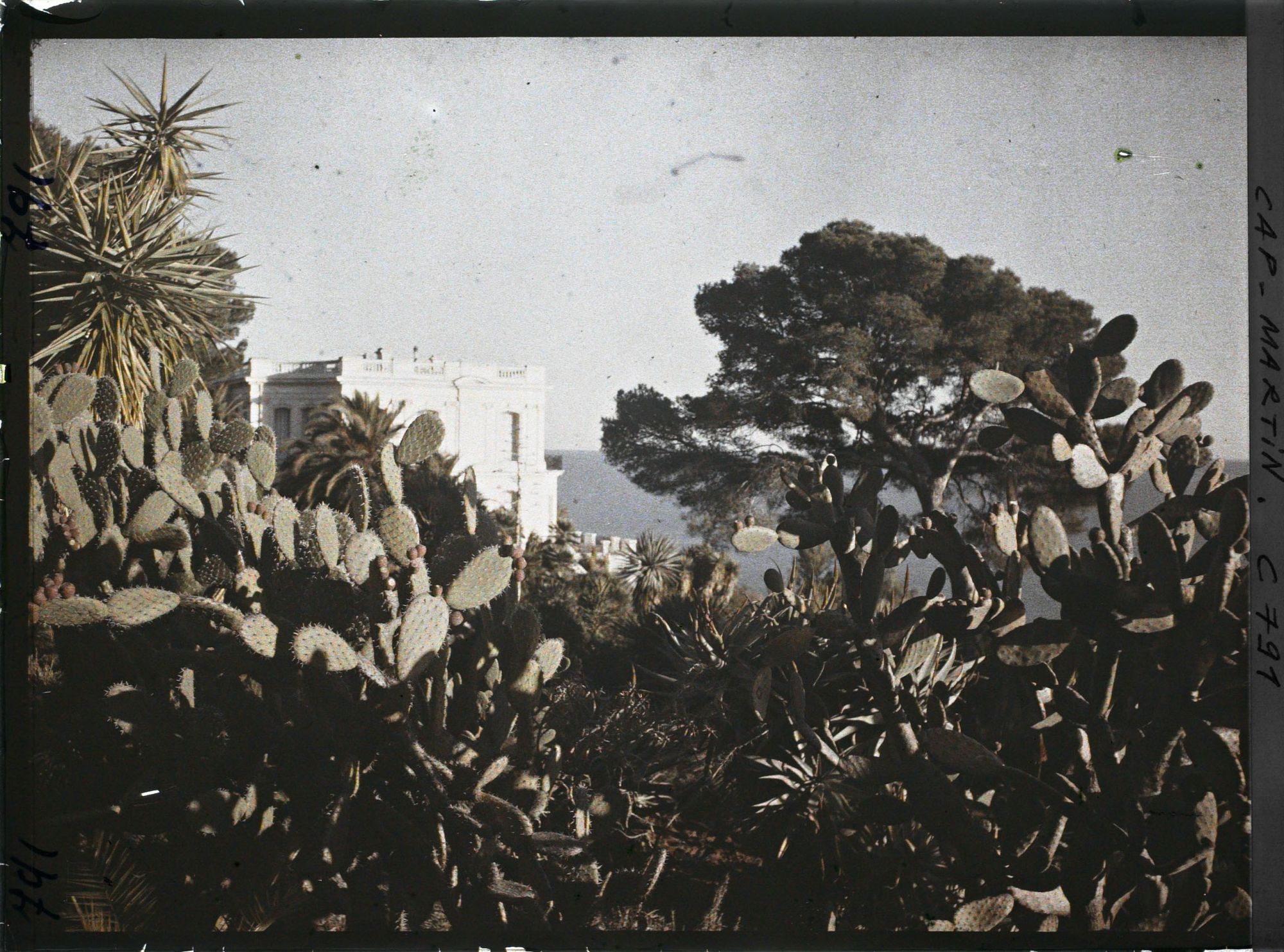 Image représentant les plantes grasses