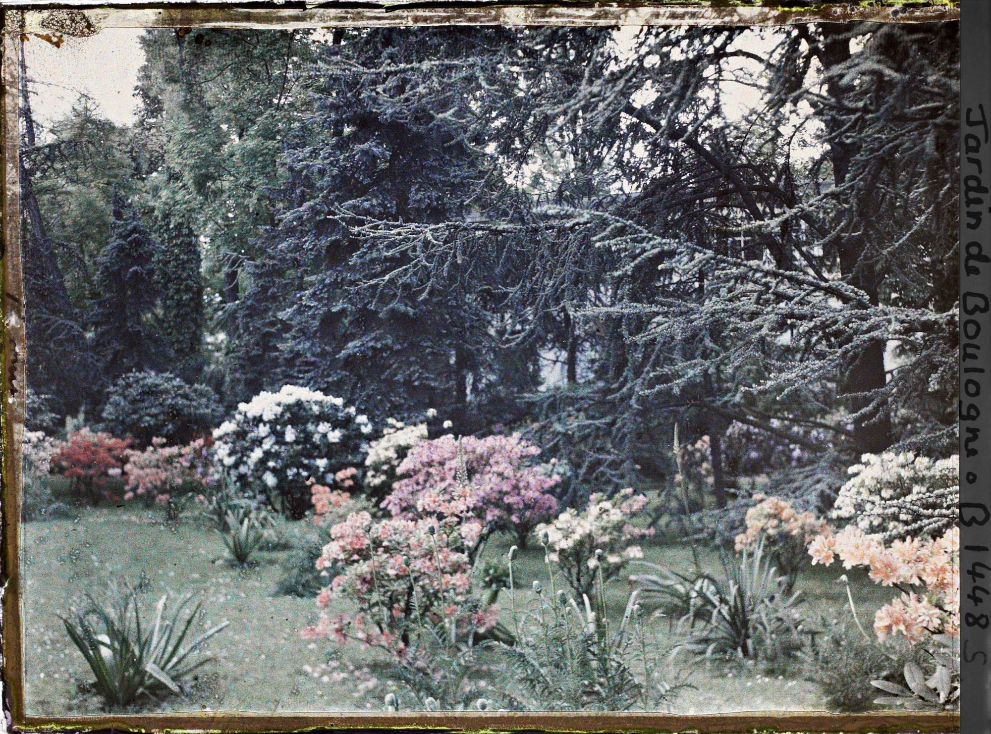 Image représentant Azalées sur la pelouse près de la forêt bleue