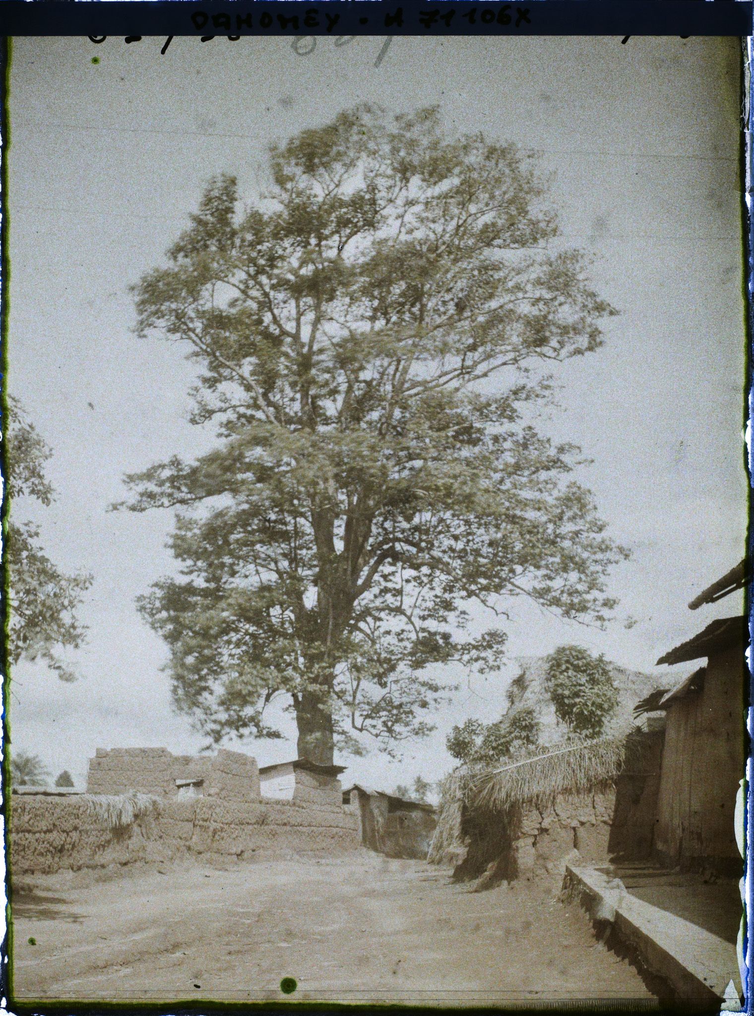 Image représentant Dans le village indigène, un Iroko (ou milicia exclesa) sacré ou arbre fétiche