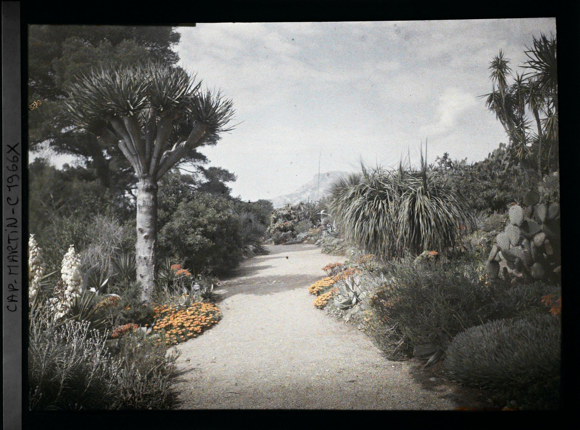 Image représentant Allée fleurie, proche de la villa Kahn et bordée de plantes exotiques, vue en direction de Monaco