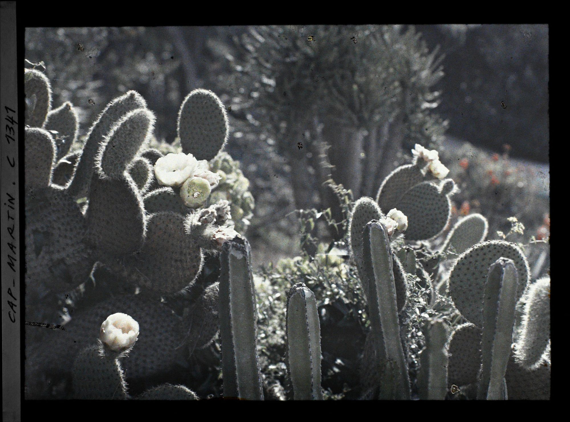 Image représentant Plantes grasses